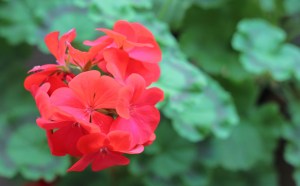 Pelargonium