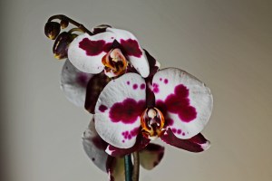 Orchid2