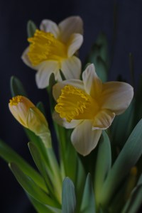 Daffodils