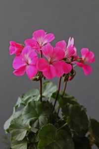 Nano Pink