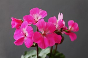Nano Pink