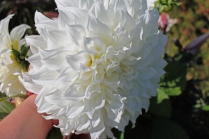 Dahlia