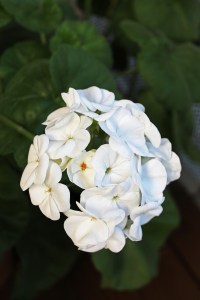 White Maverick