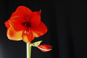 Amaryllis