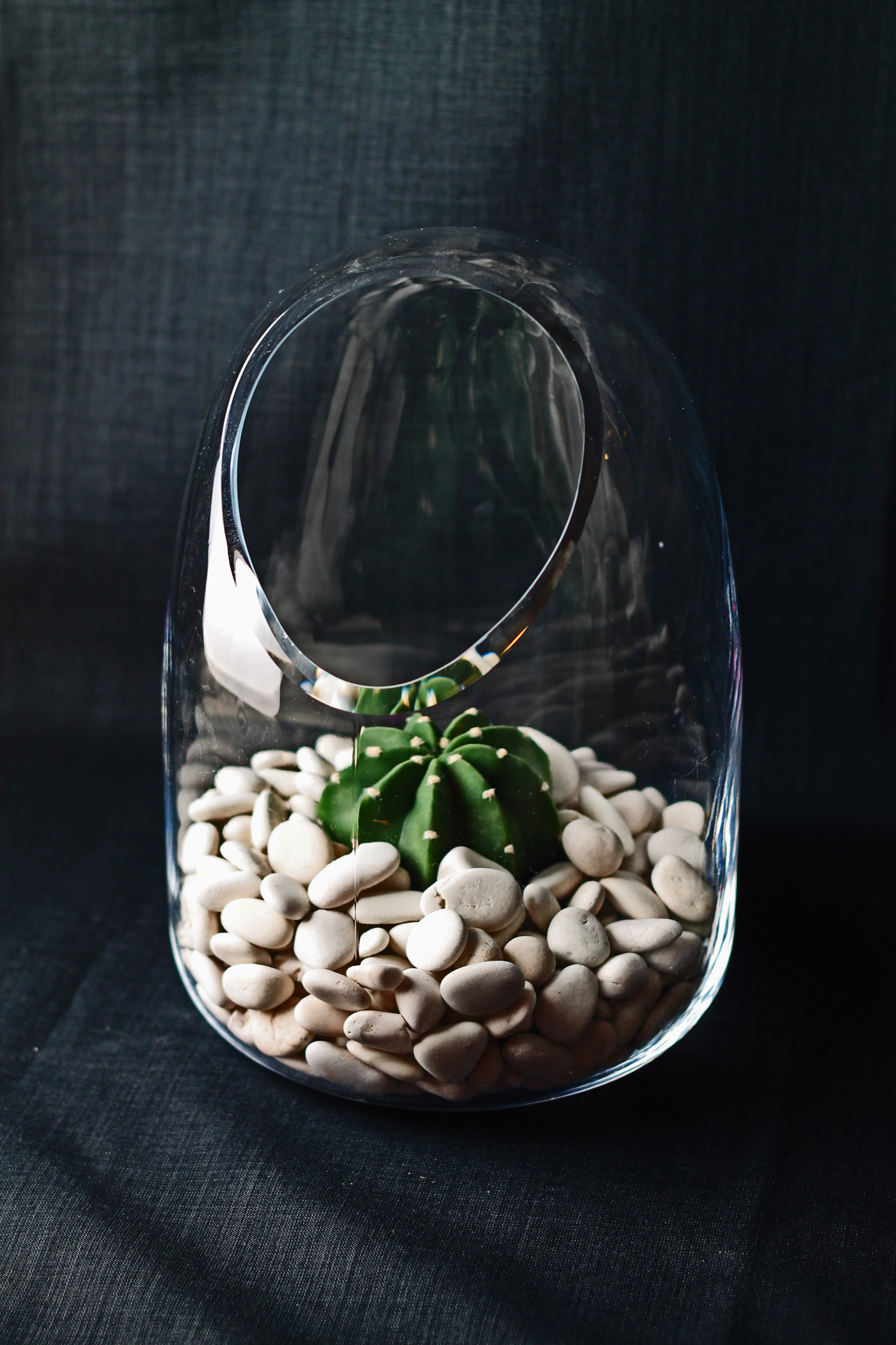 Cactus2