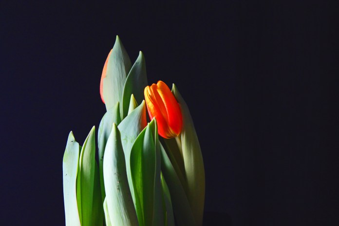 Tulip2