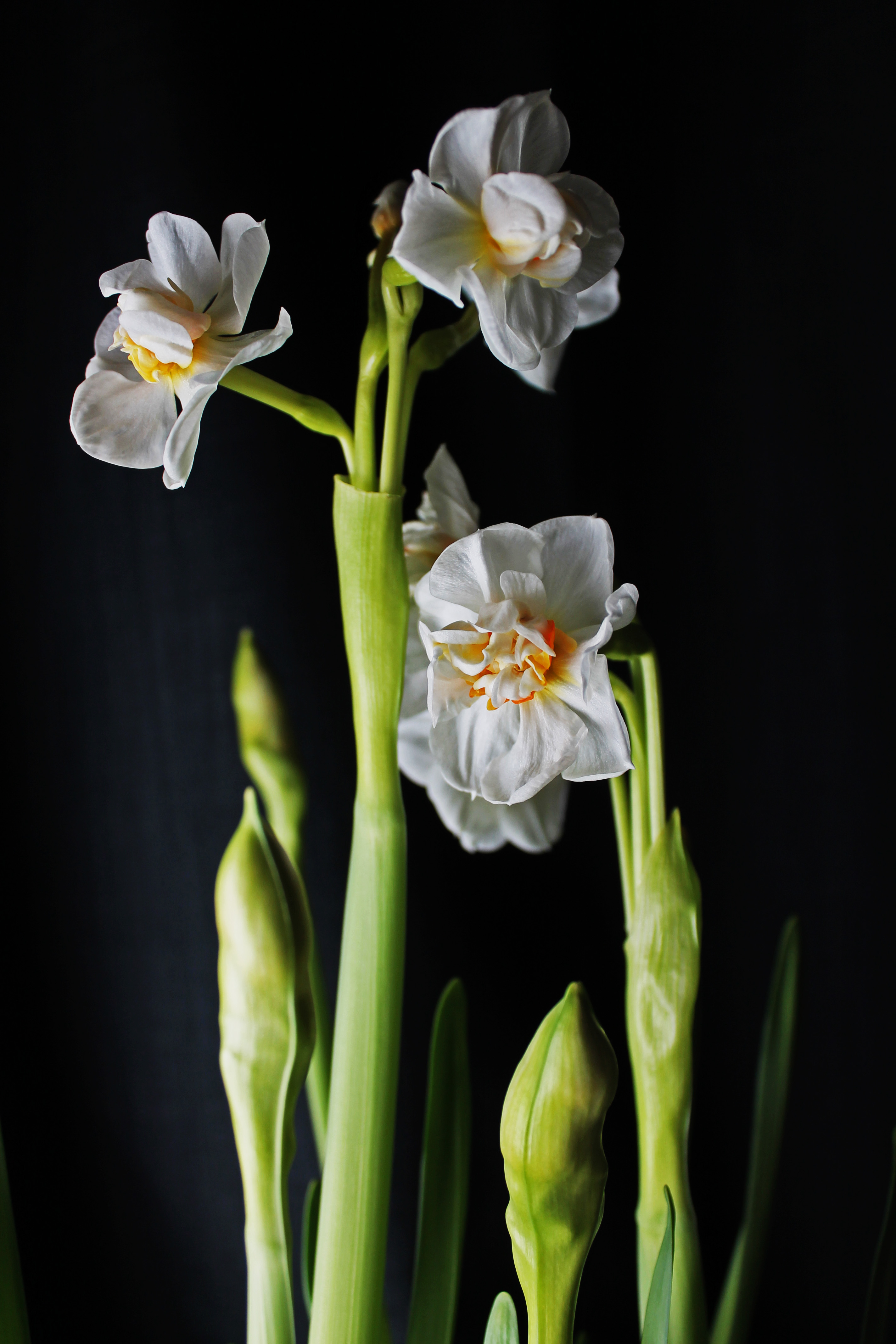 Daffodil2