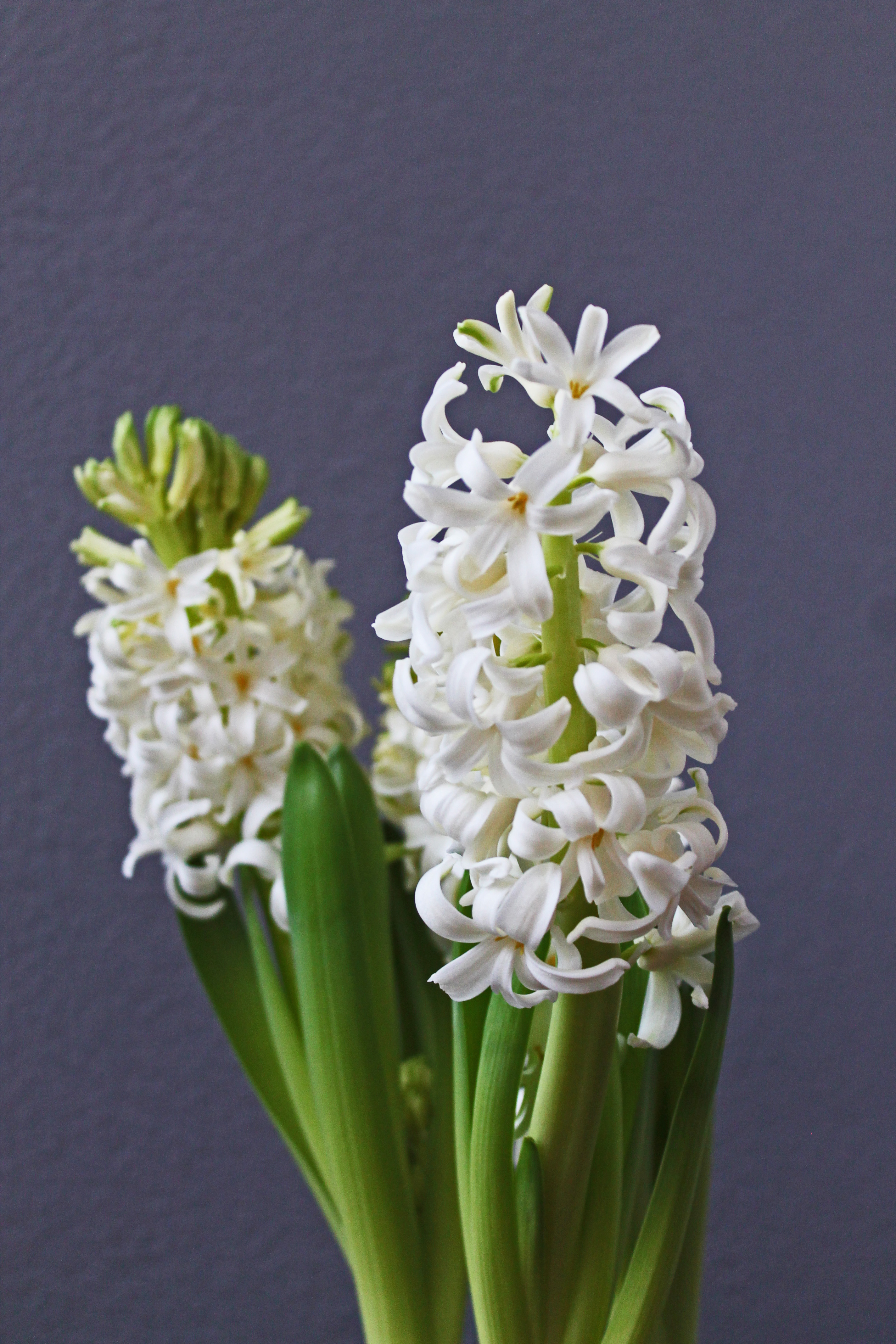 Hyacinth1