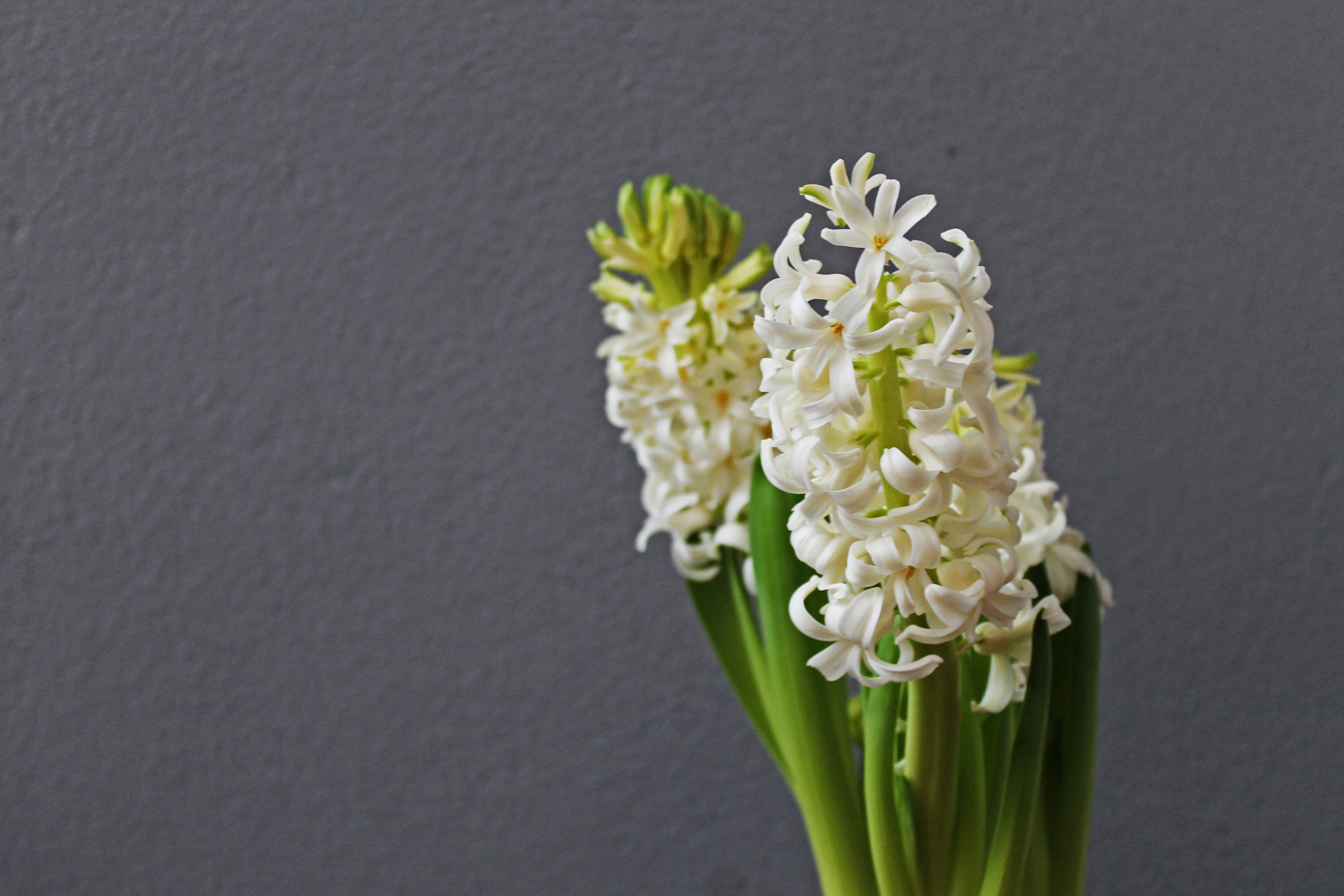 hyacinth2