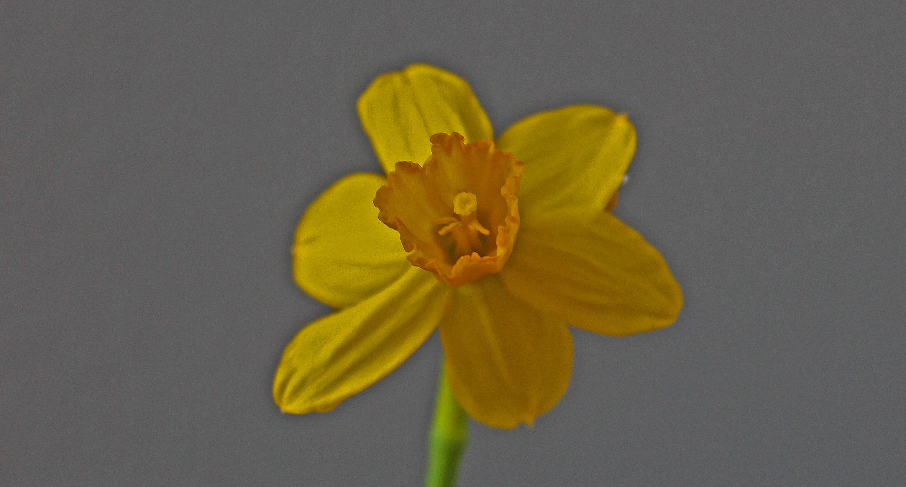 Narcissus2