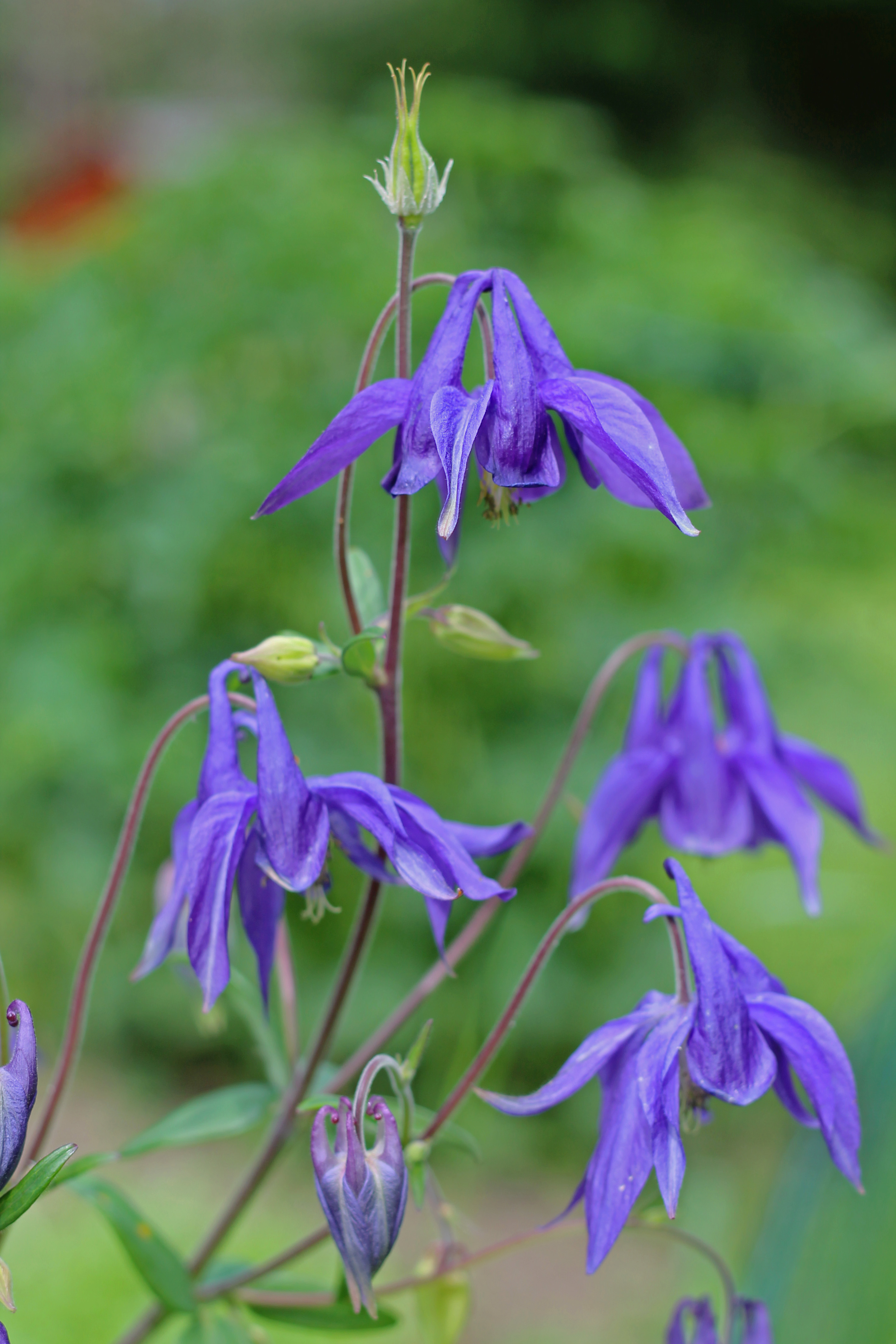 Columbine1