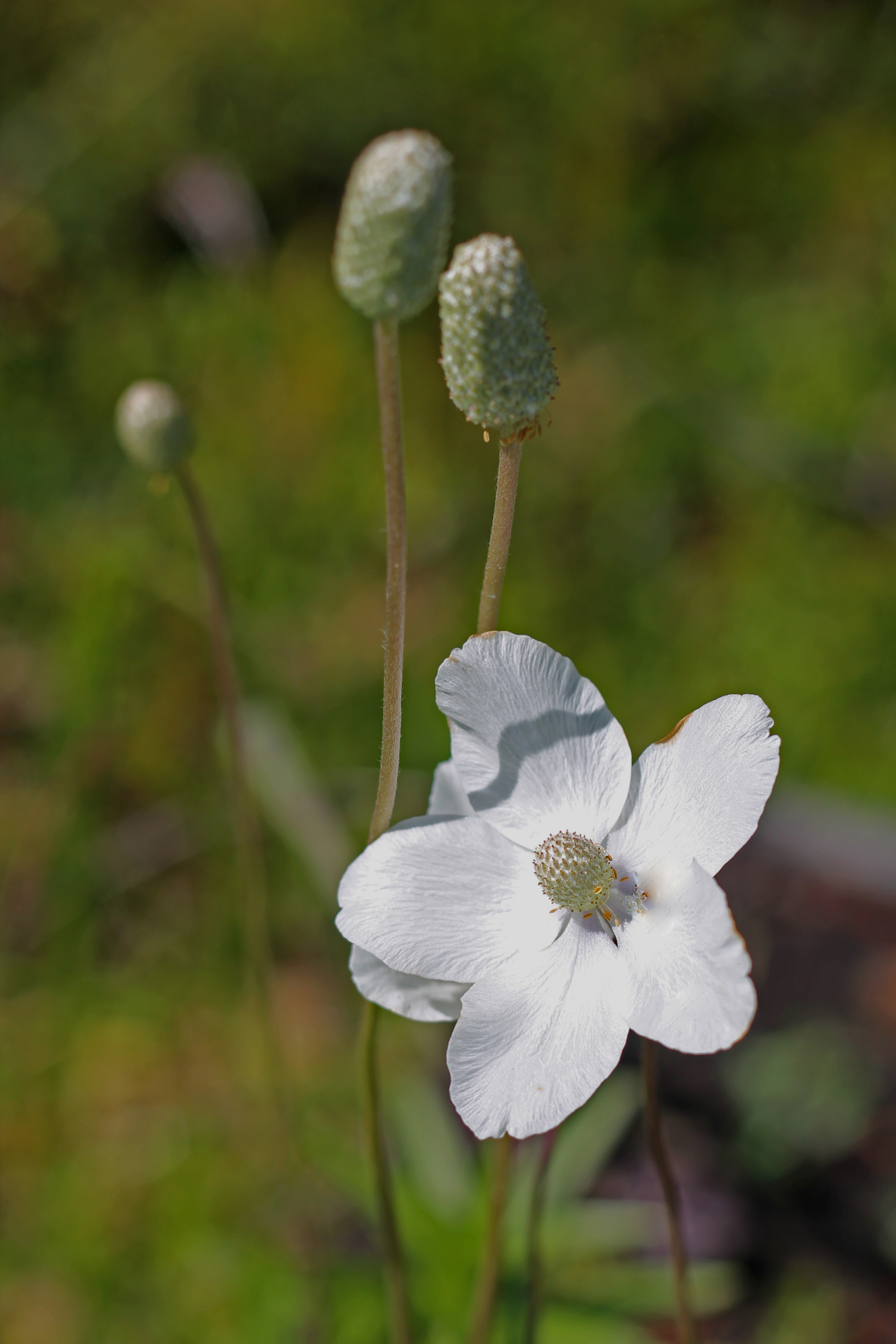 Snowdrop