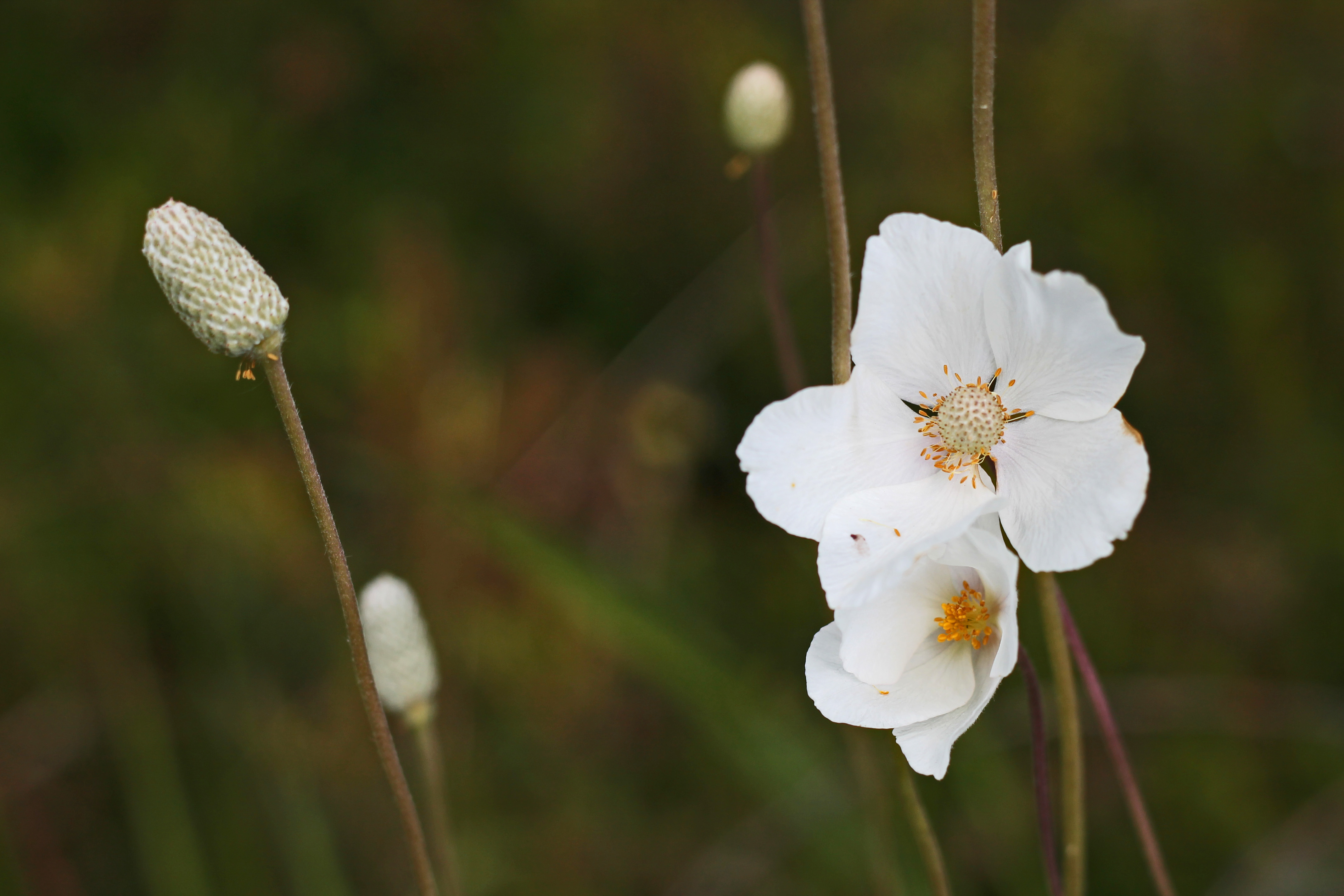 Snowdrop1