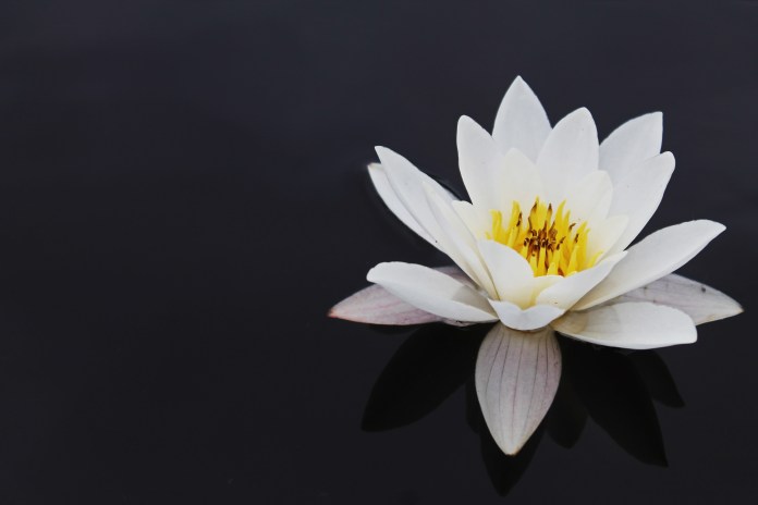 Waterlily