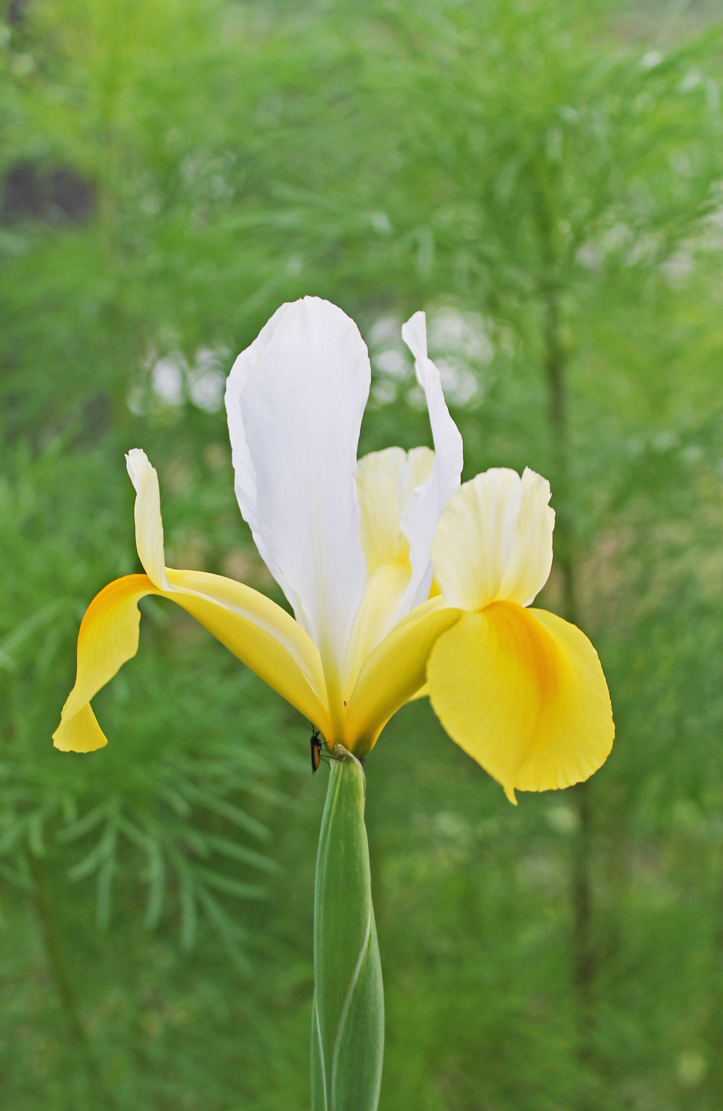 Iris1