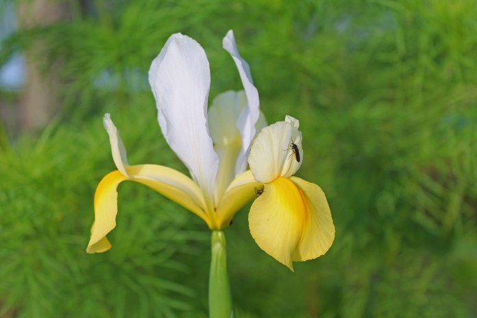 Iris2