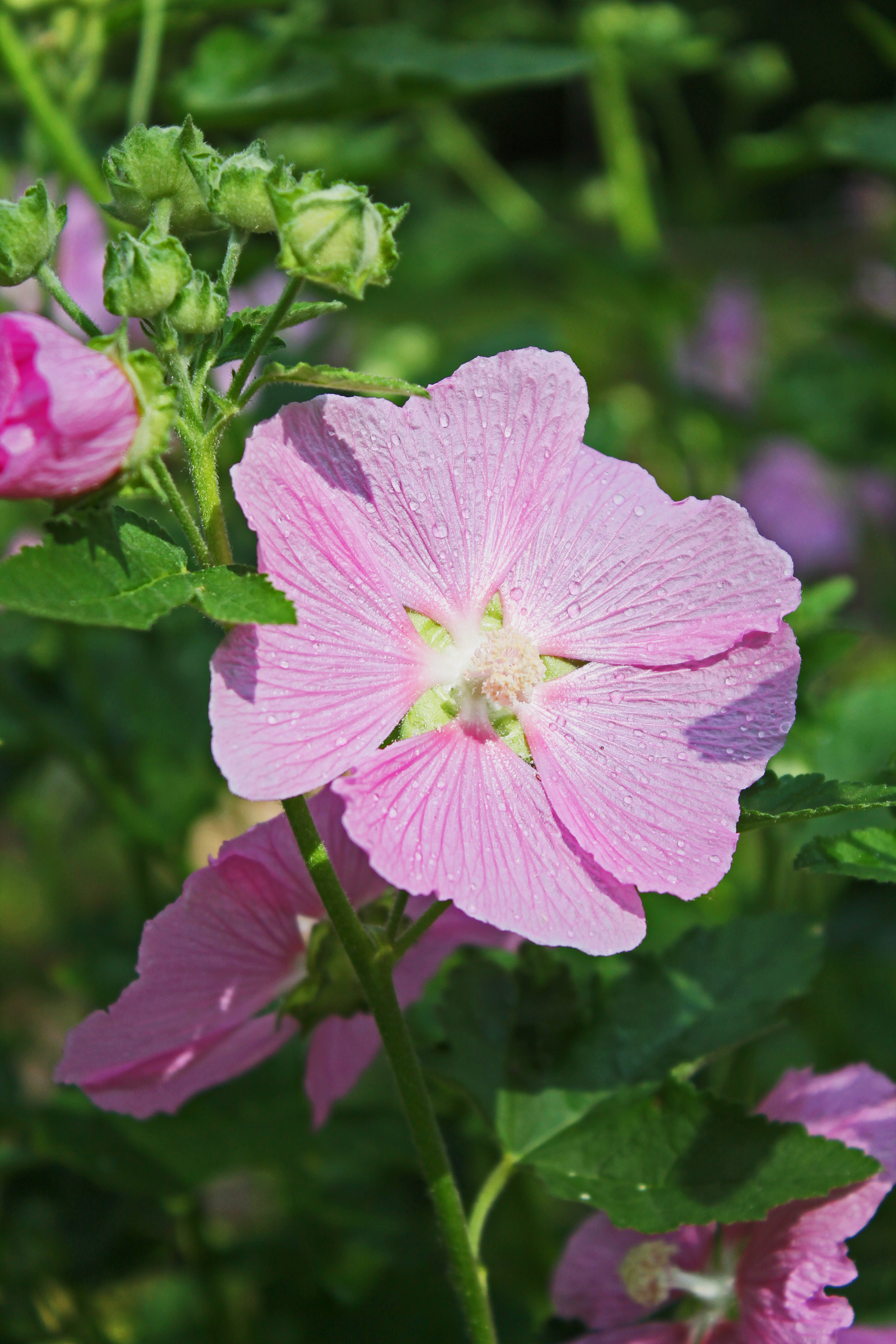 Mallow1