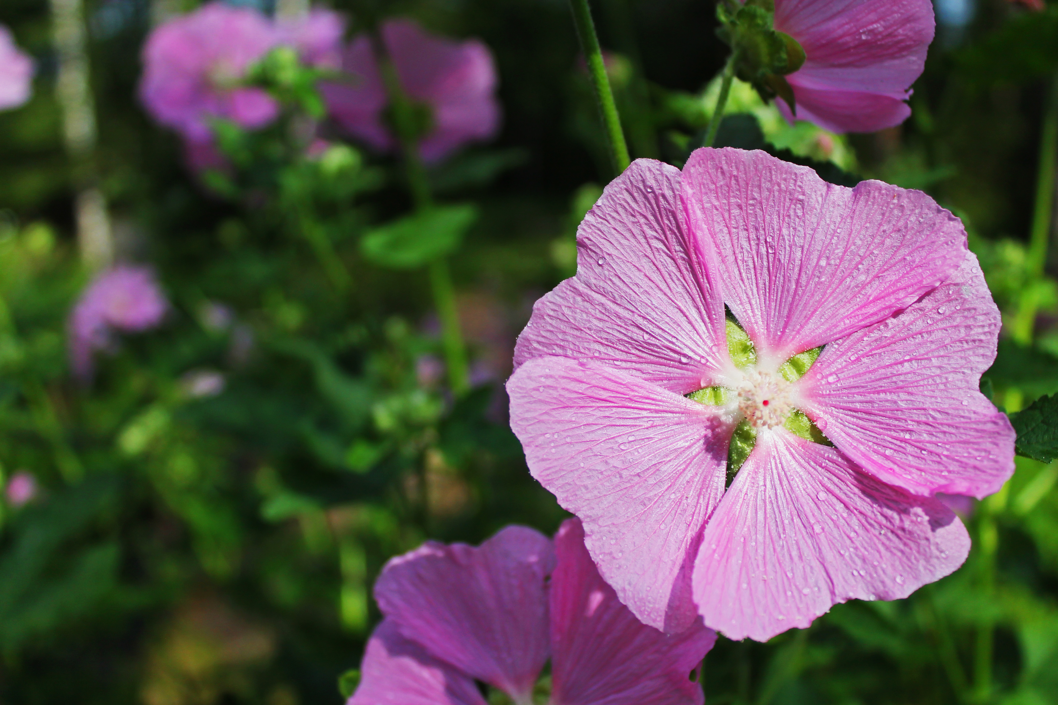 Mallow2