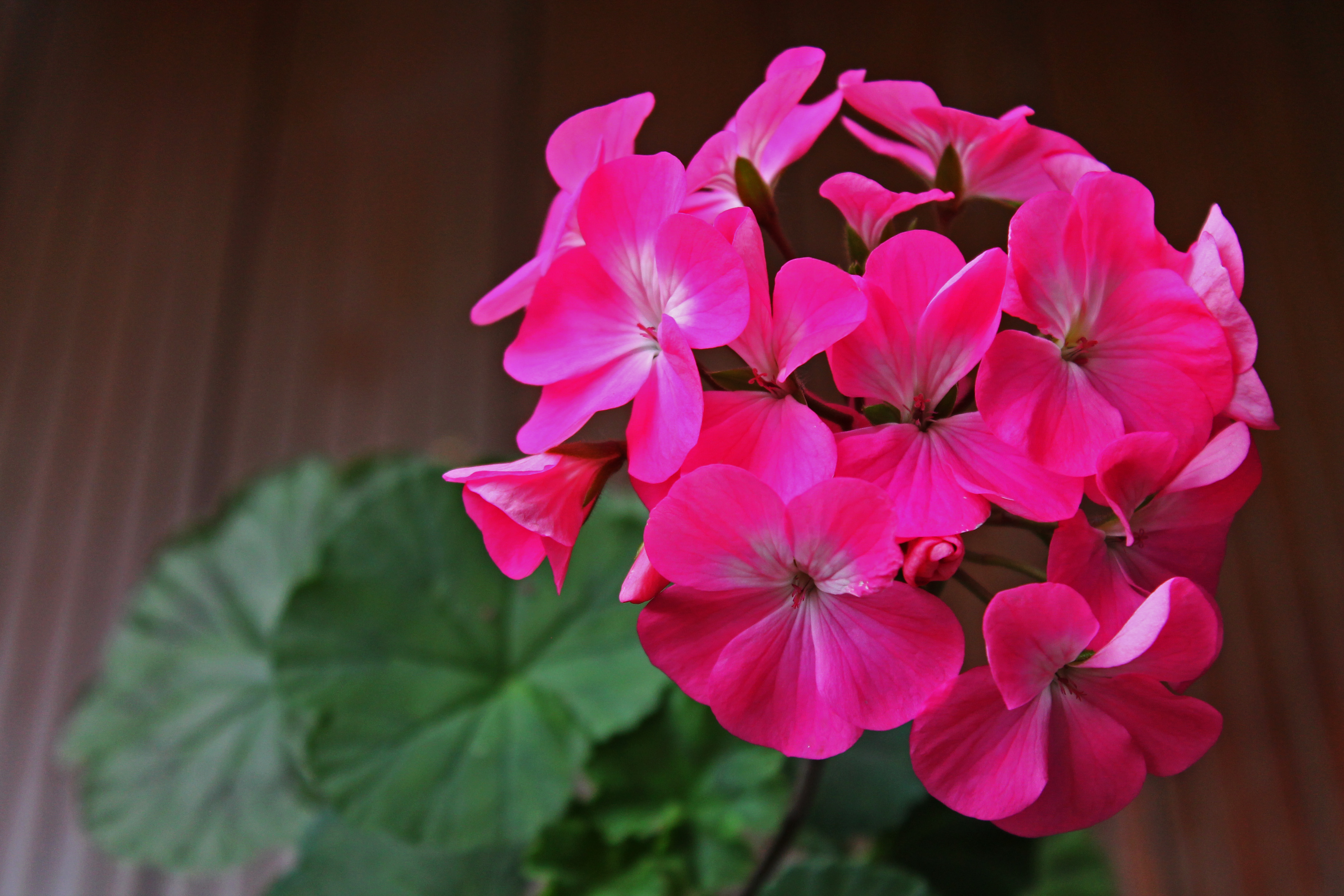 Nano Pink1