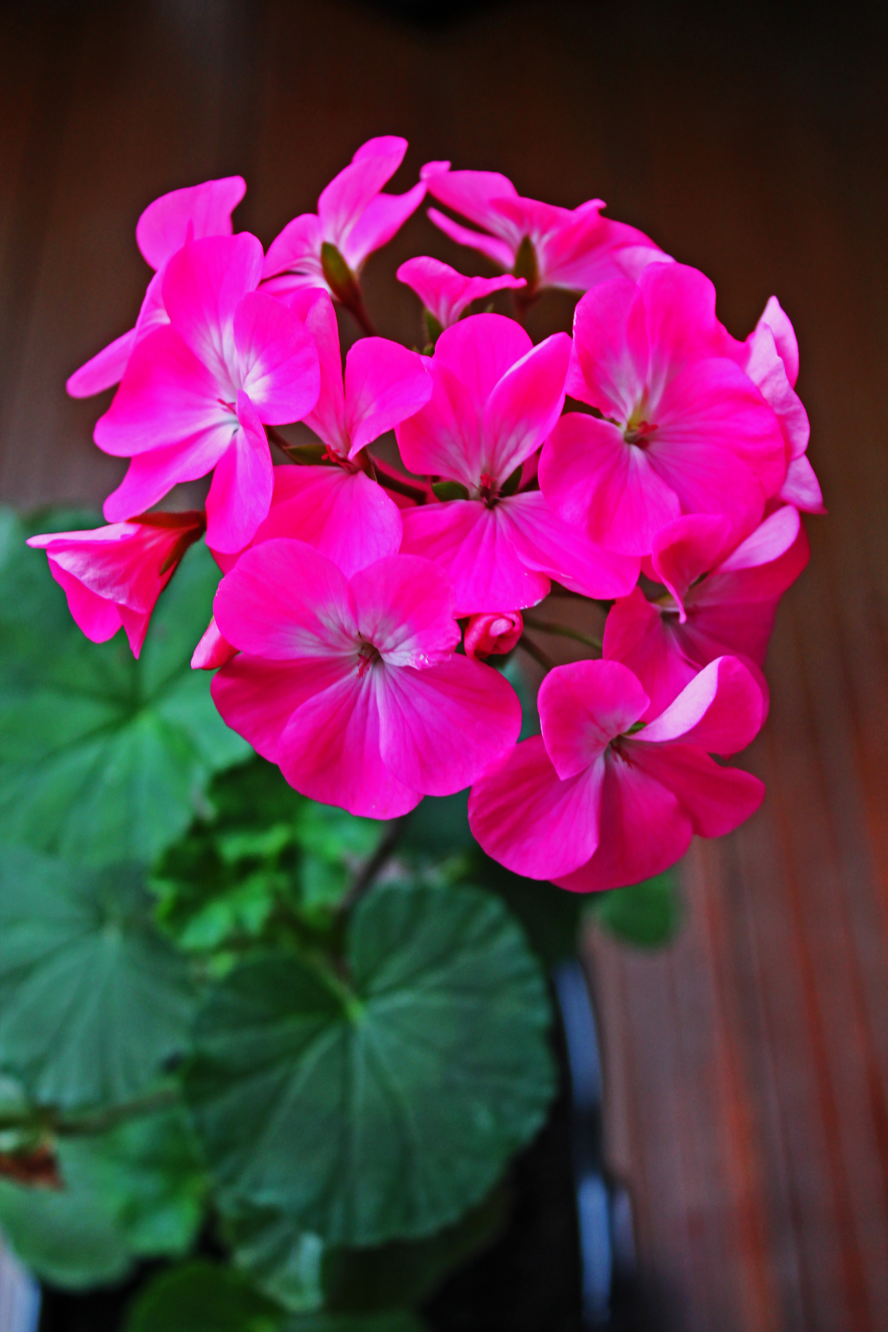 Nano Pink2
