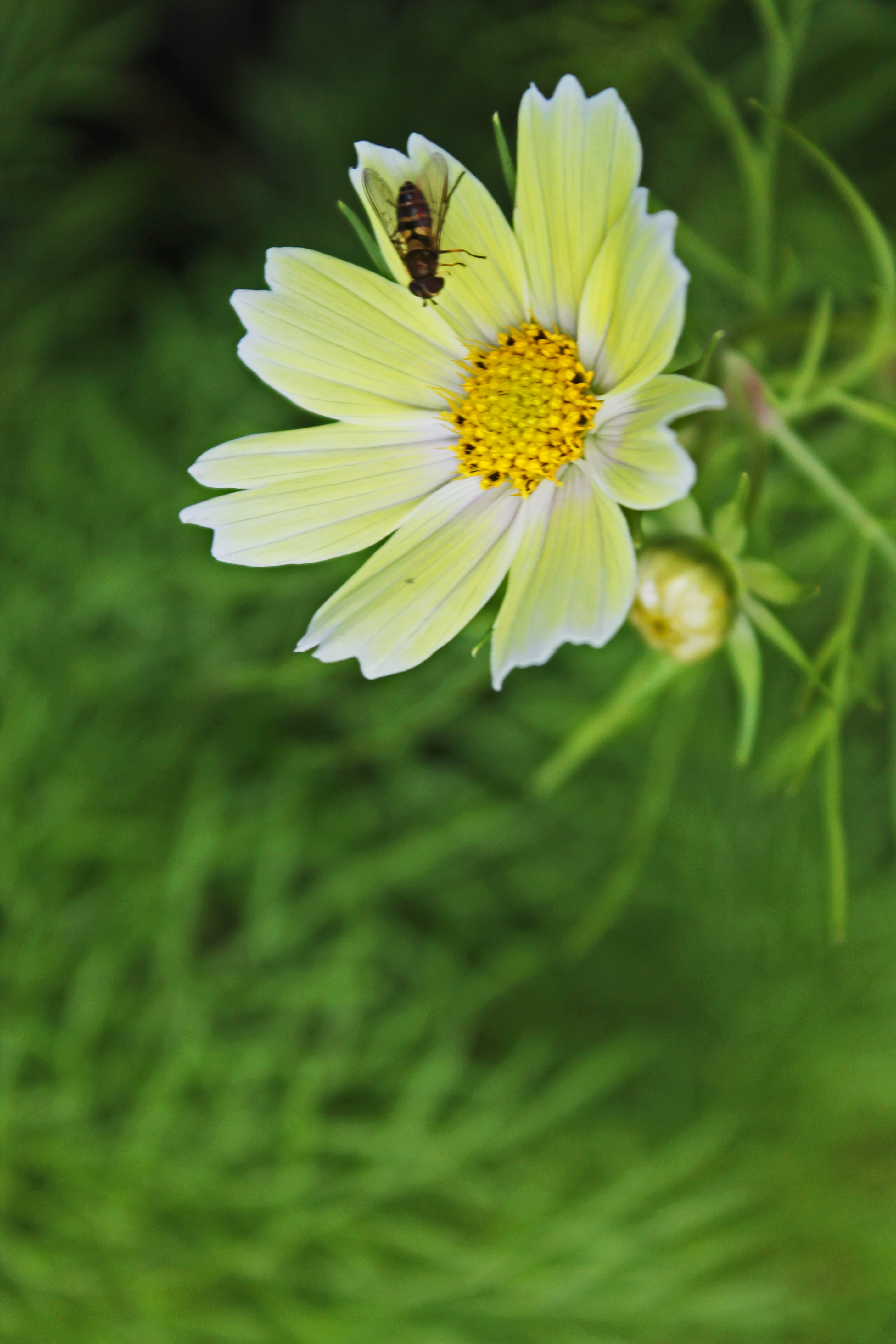 Xanthos1