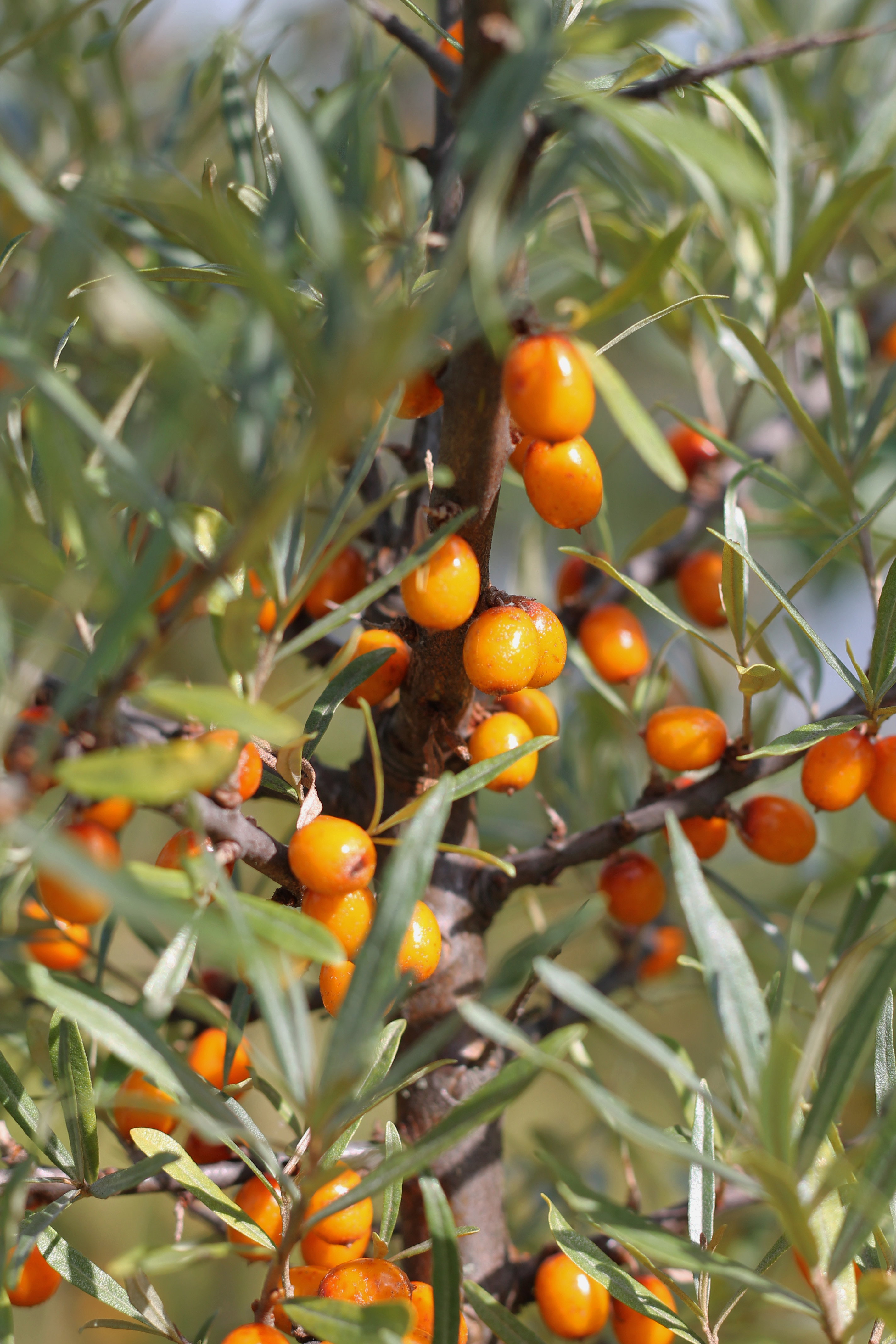 Sea Buckthorn1