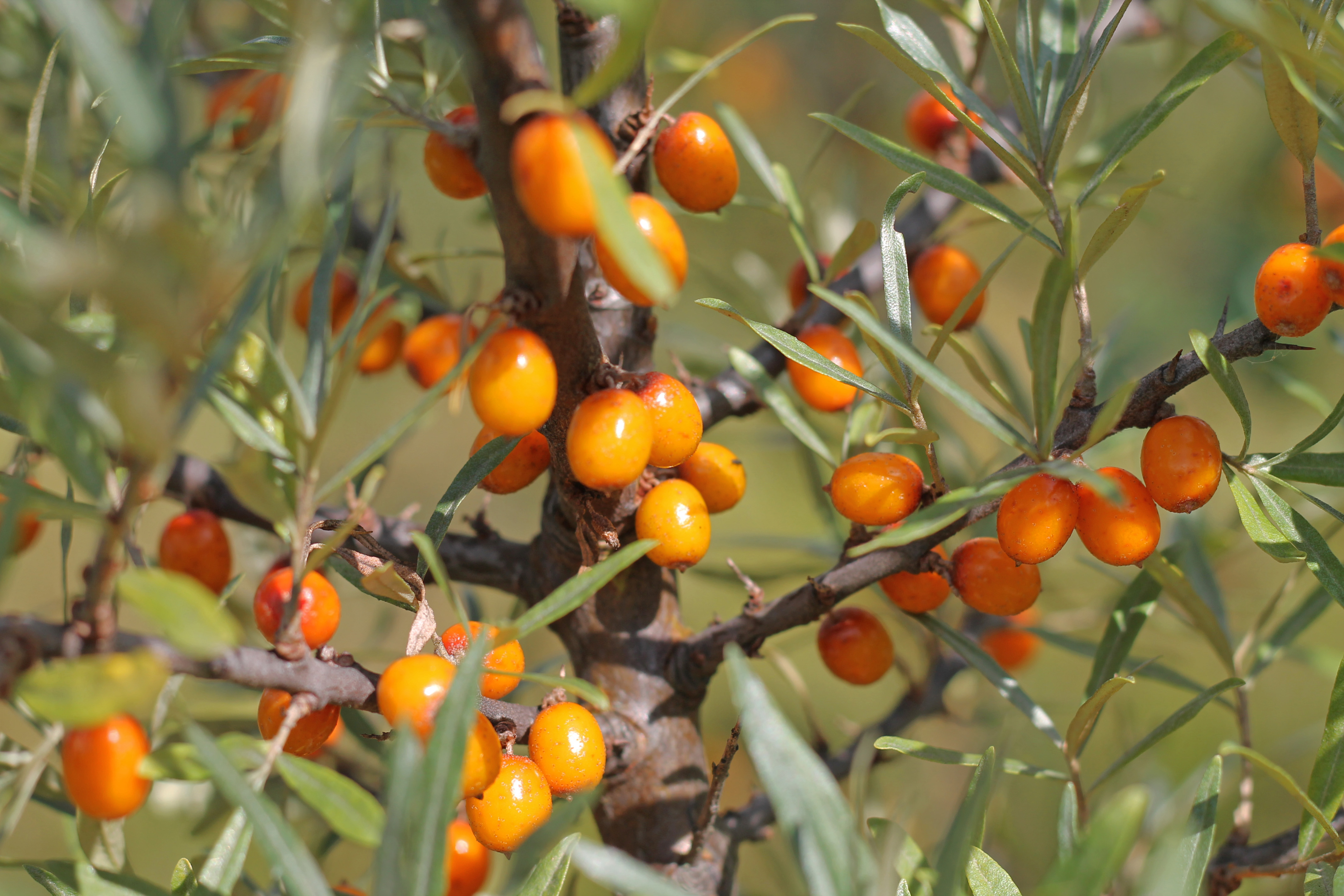 Sea Buckthorn2