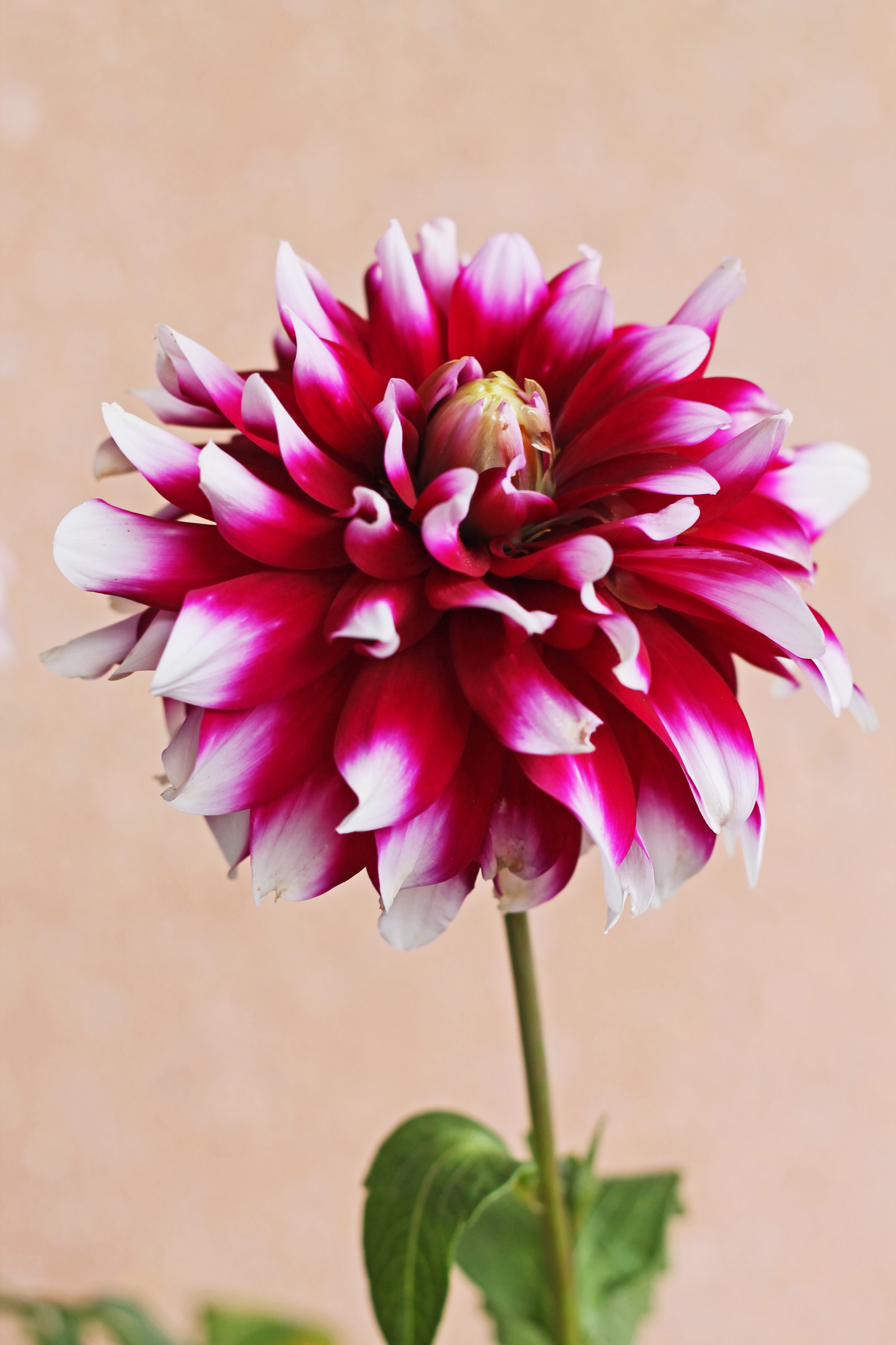 Verdi Glory2