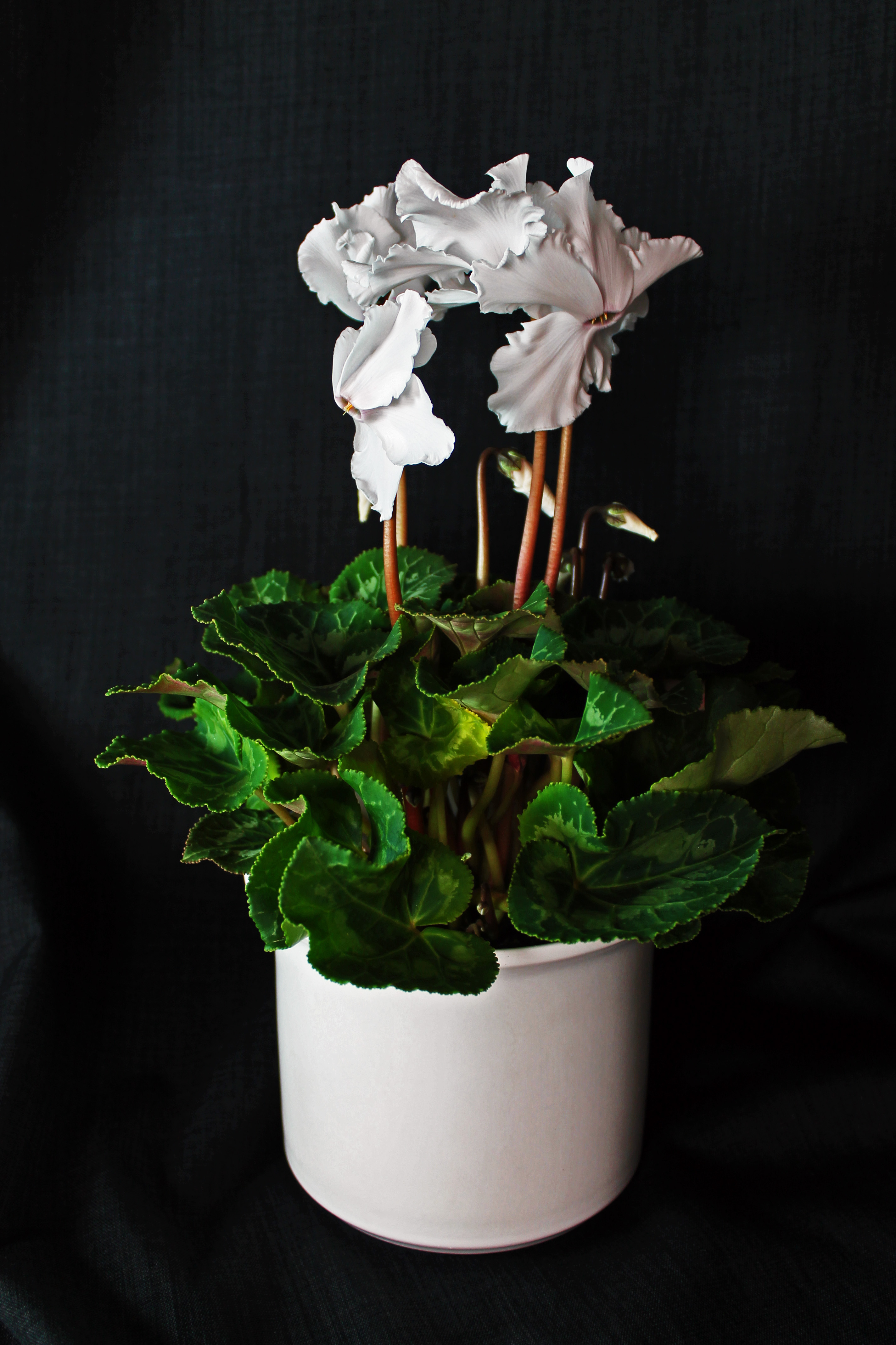 cyclamen1