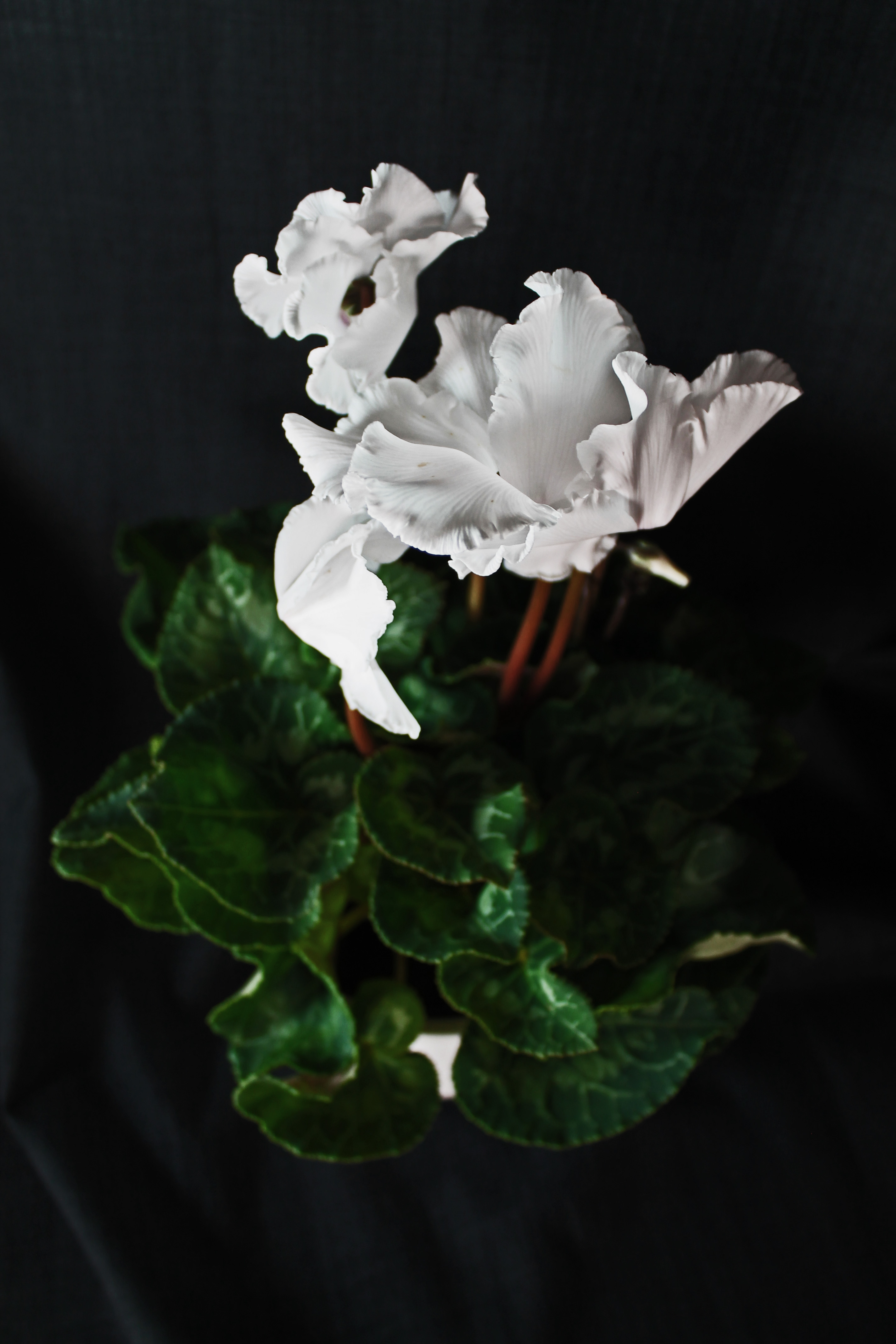 cyclamen2