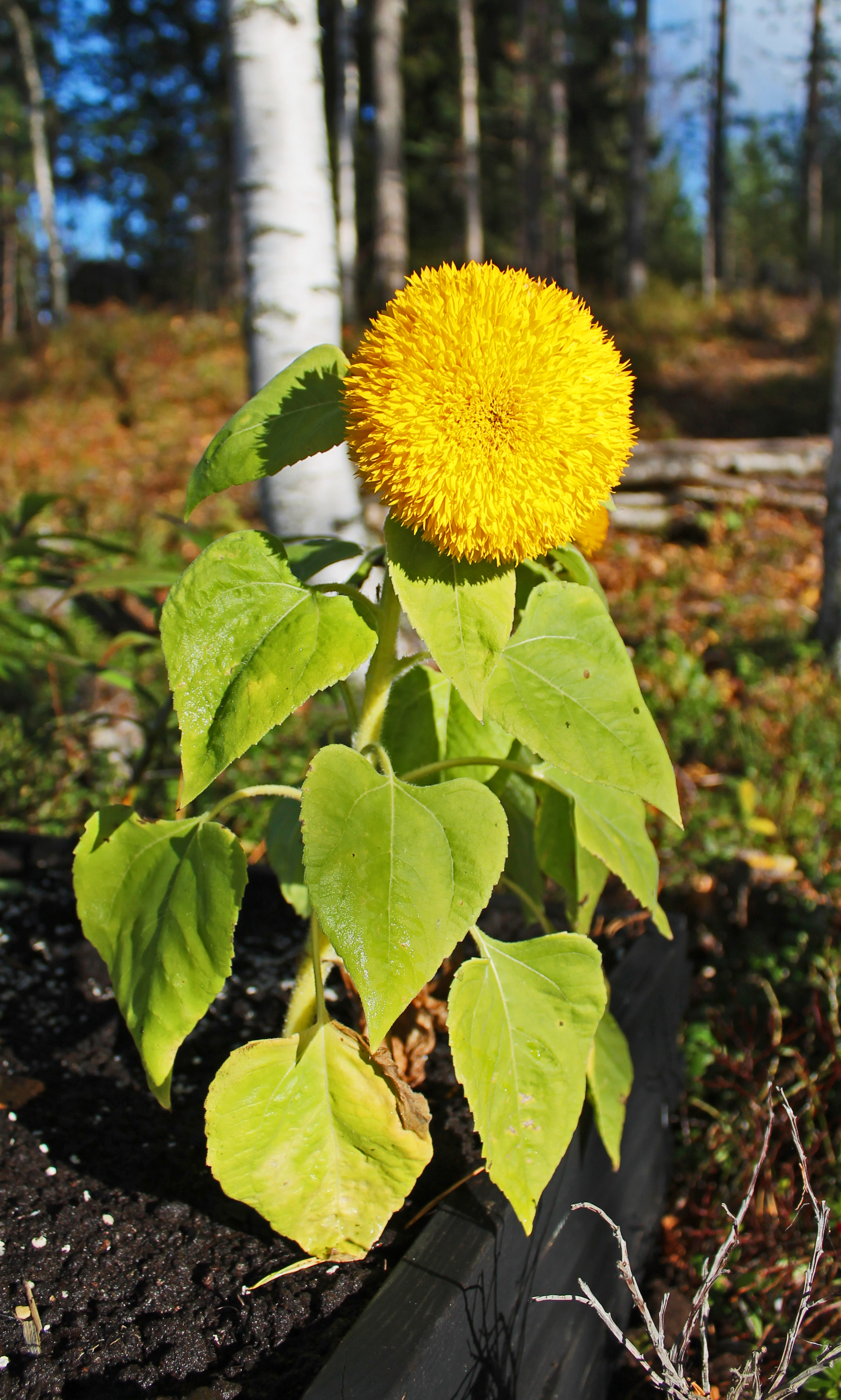 sungold1