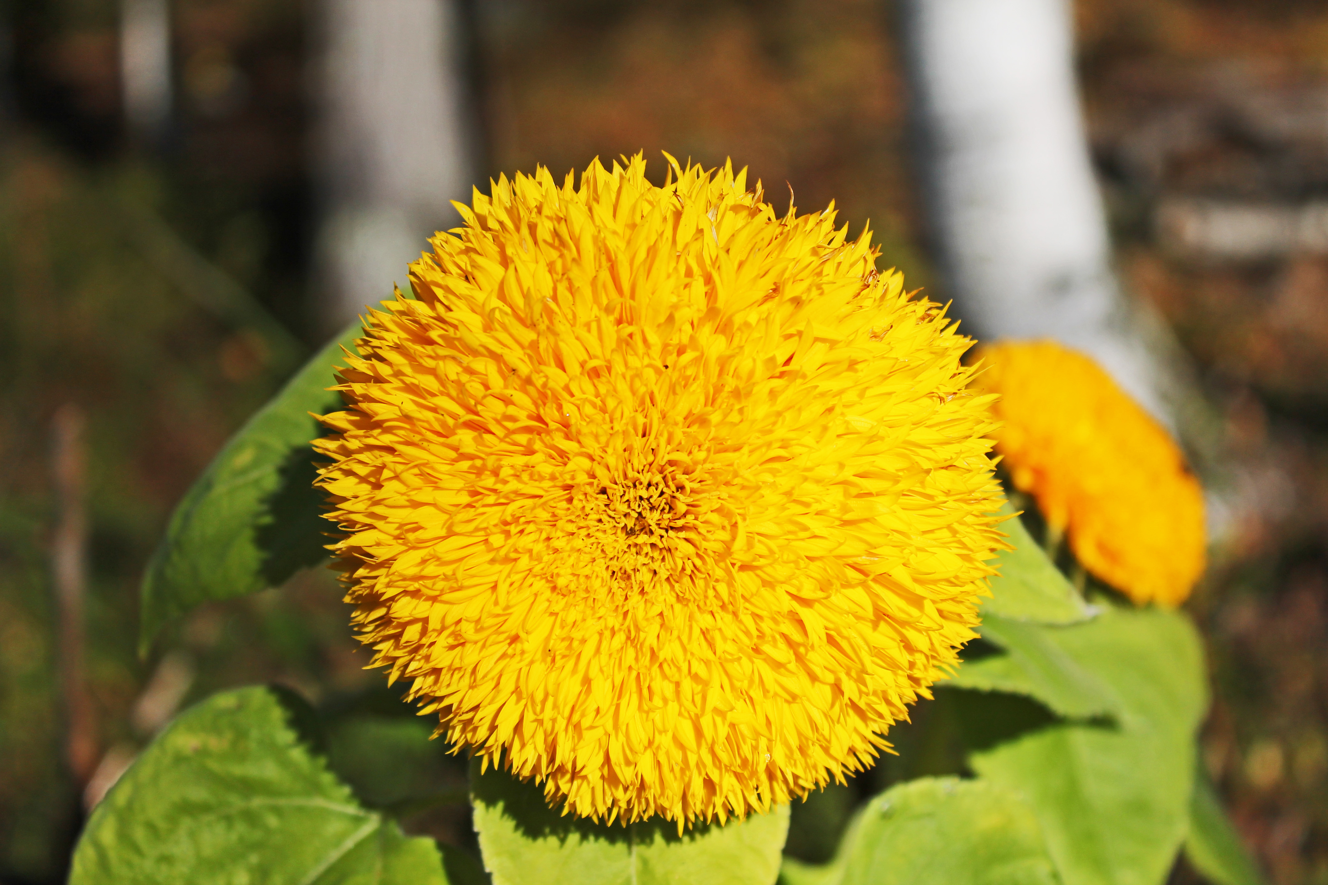 sungold2