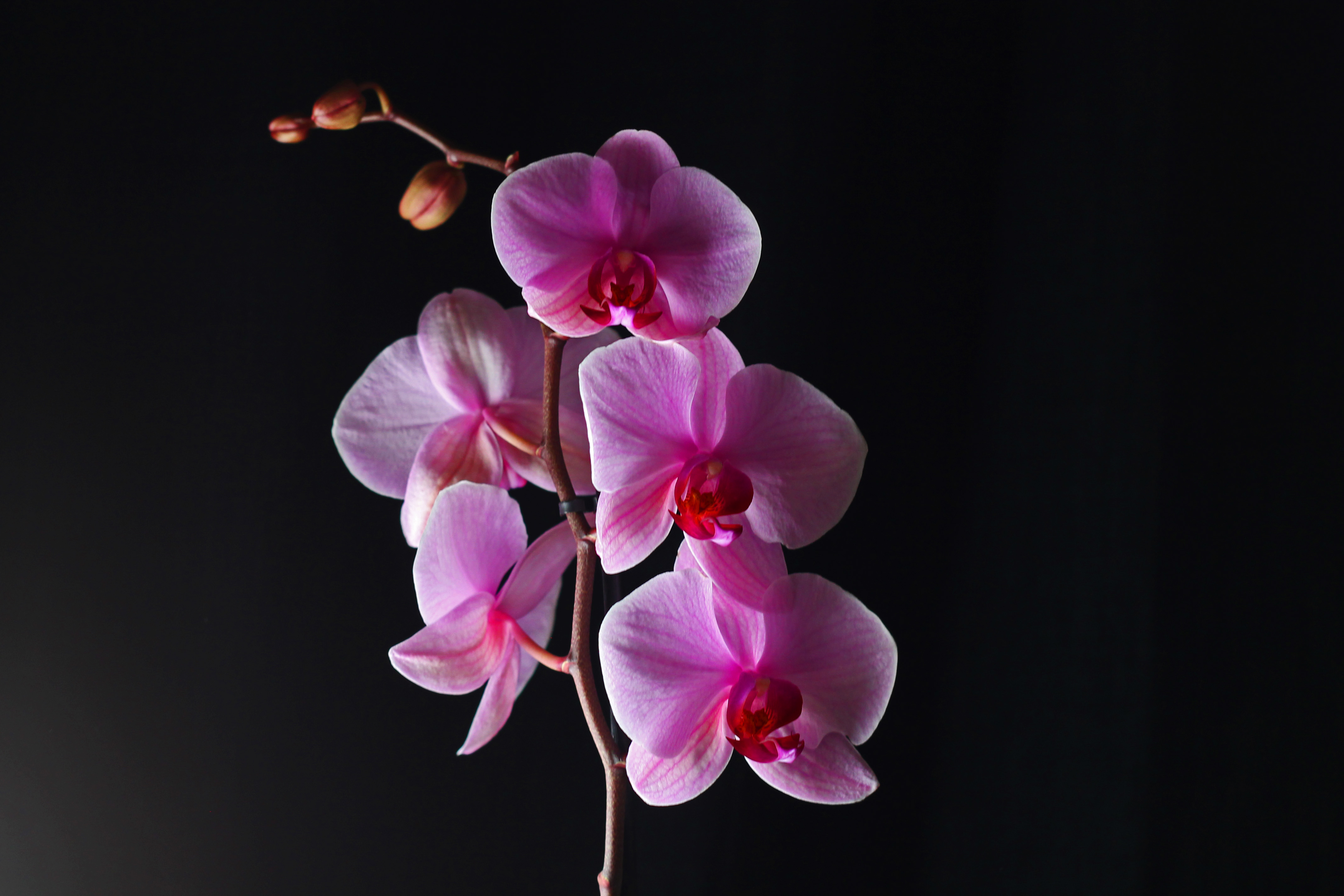 orchid1