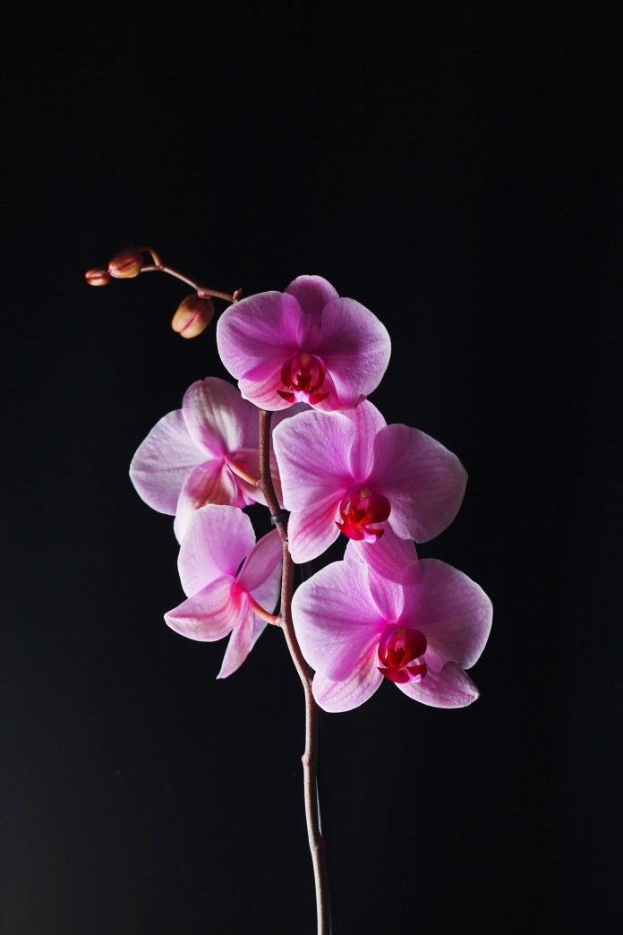 orchid2
