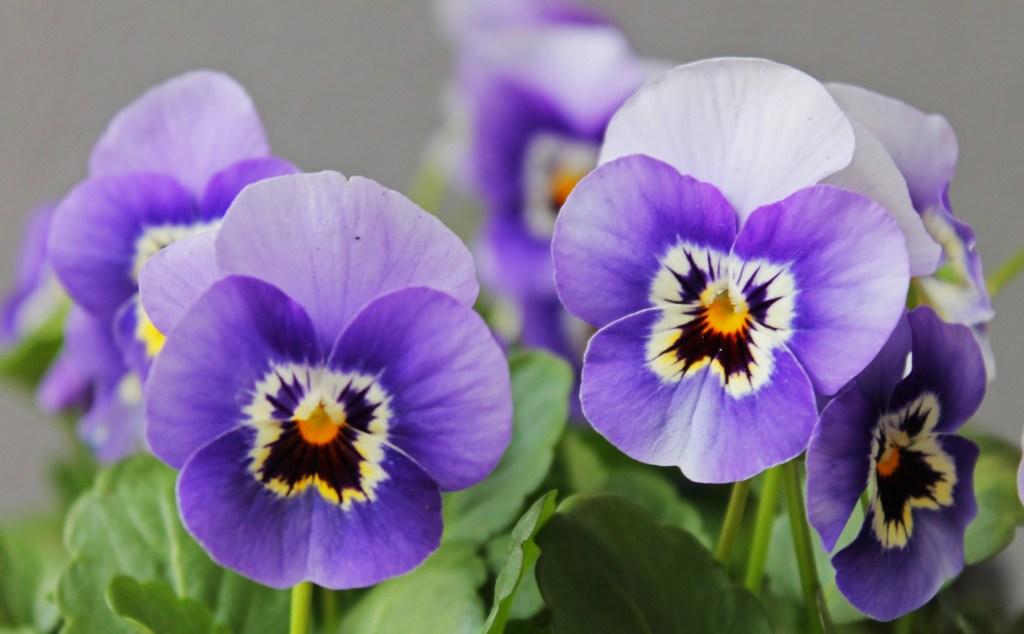 Violet