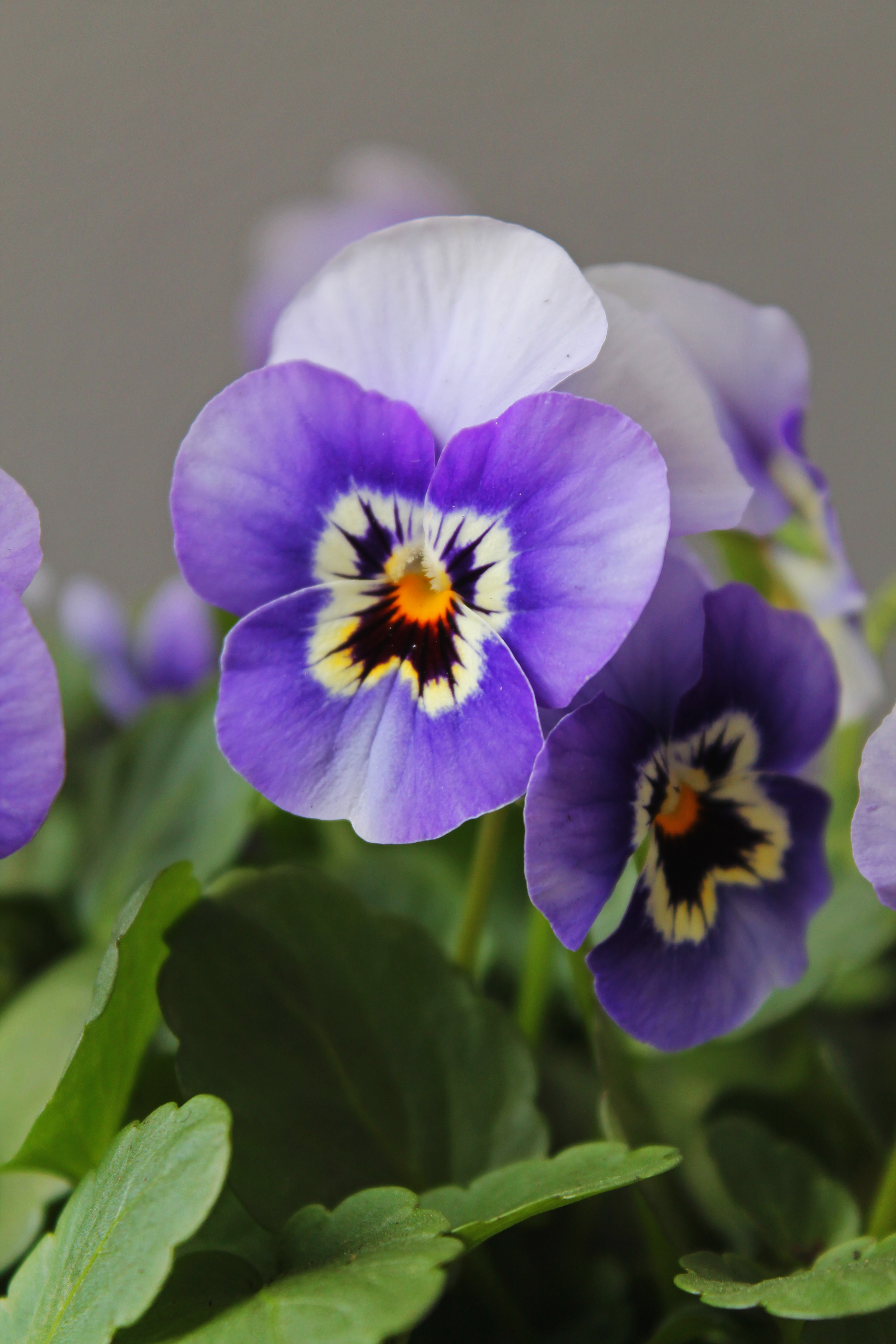Violet2