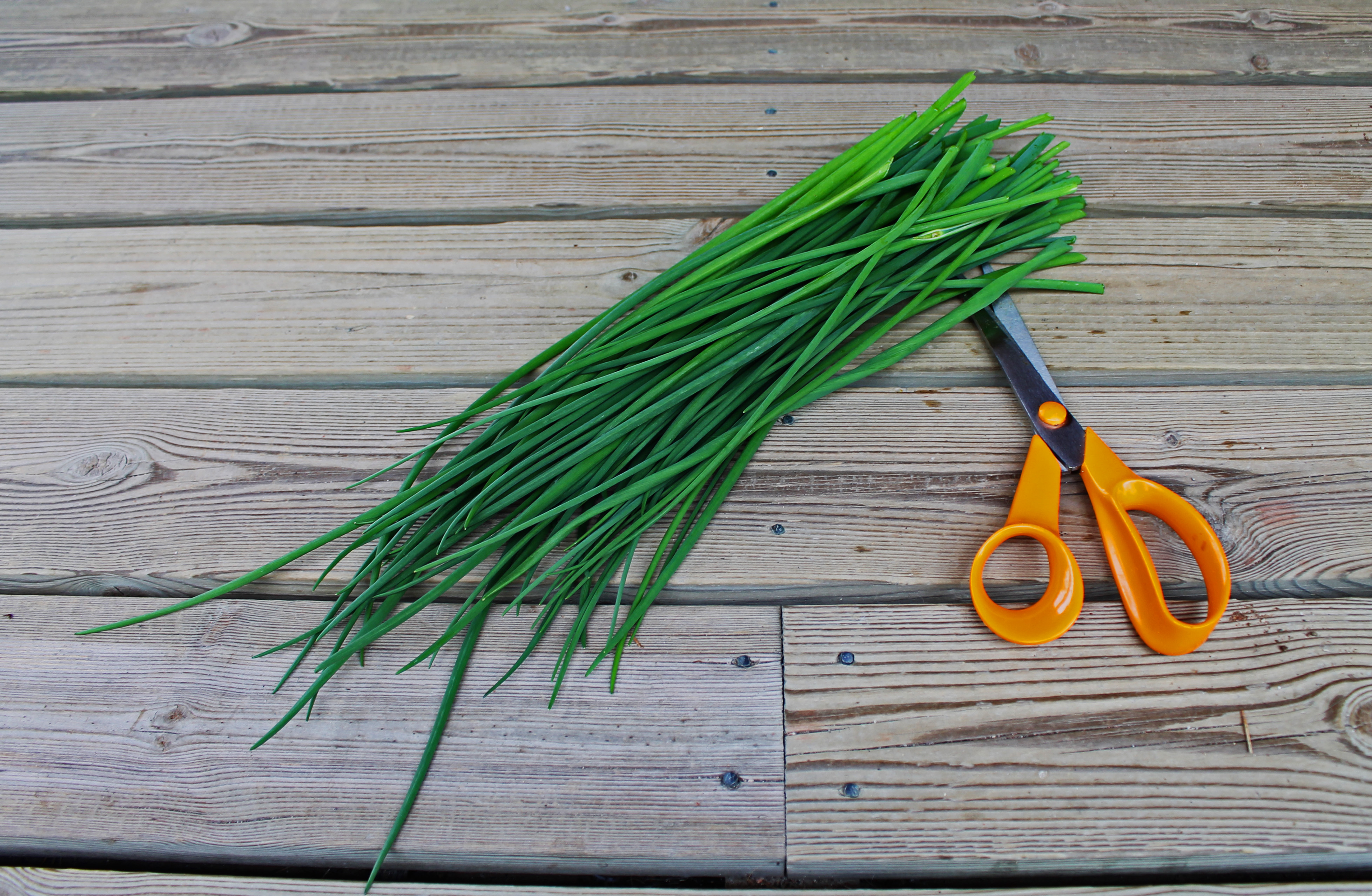 Chive