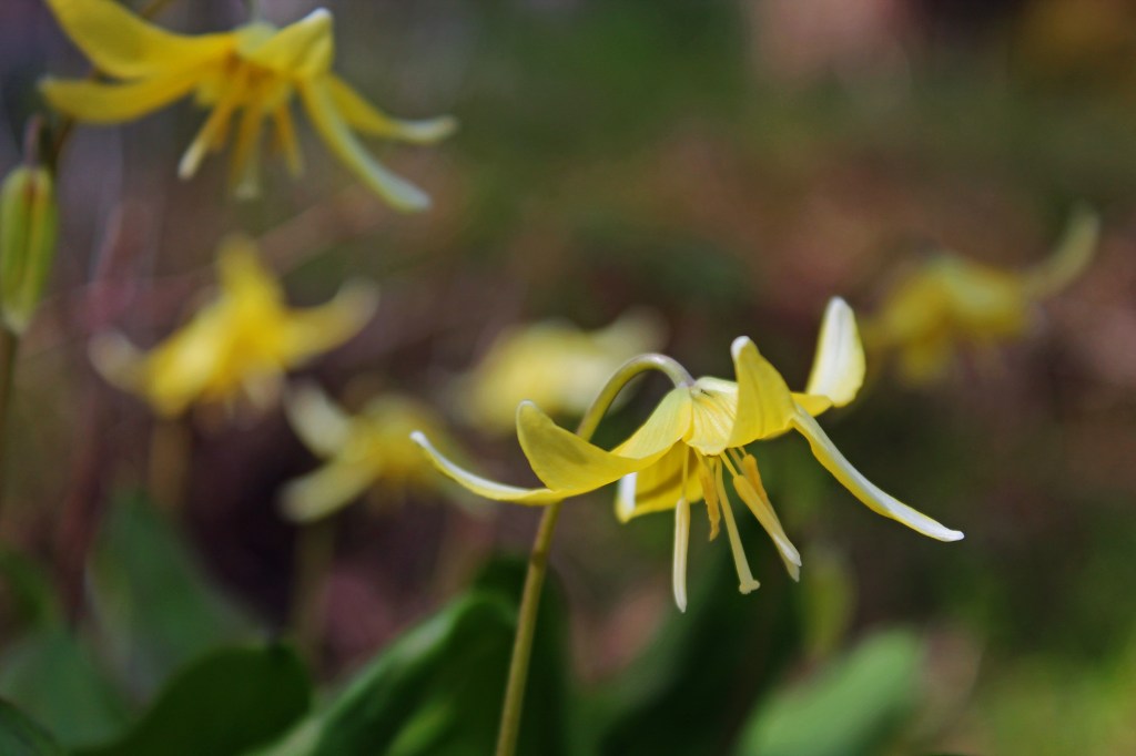 Tuolumne Dog’s Tooth Violet