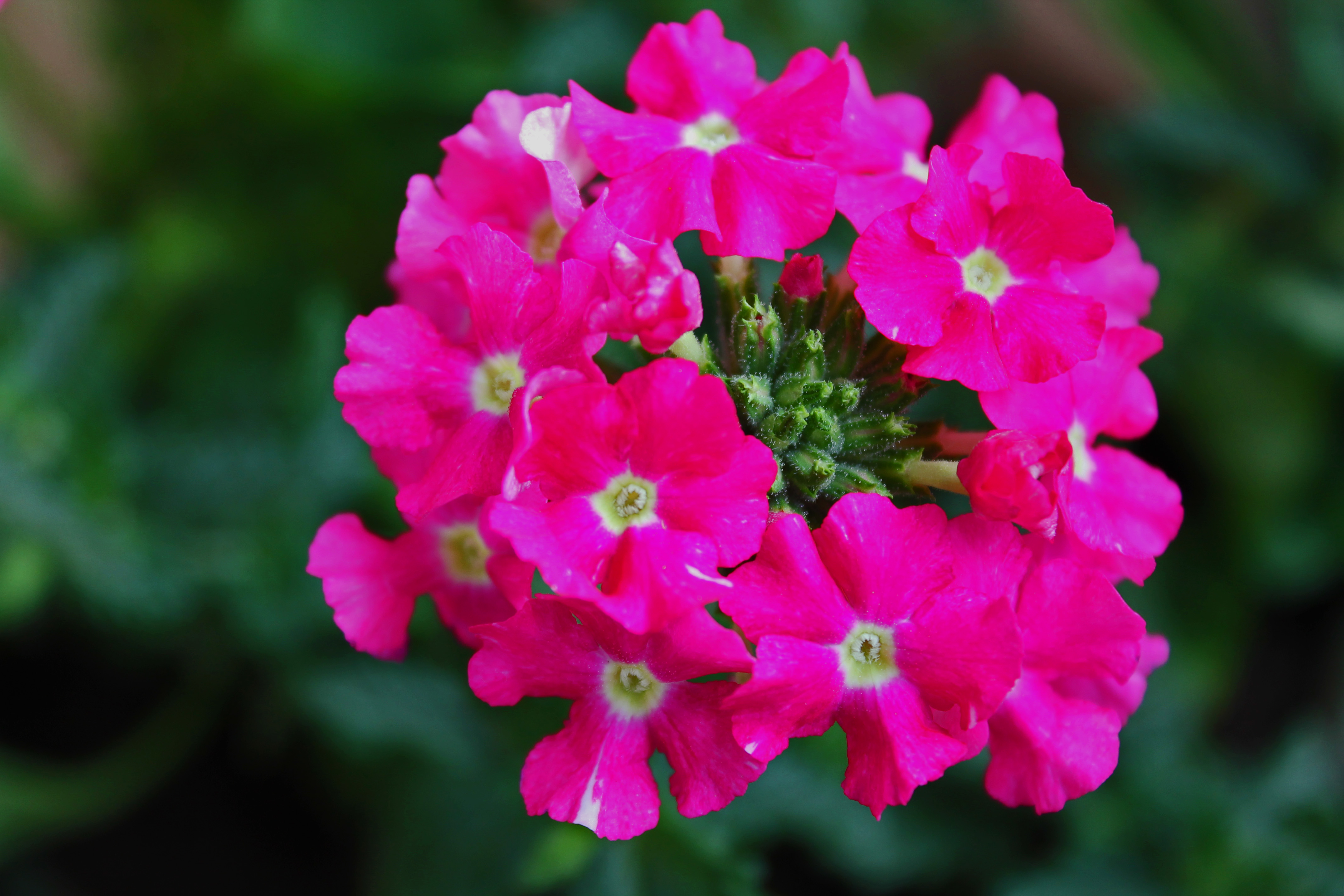 Verbena1