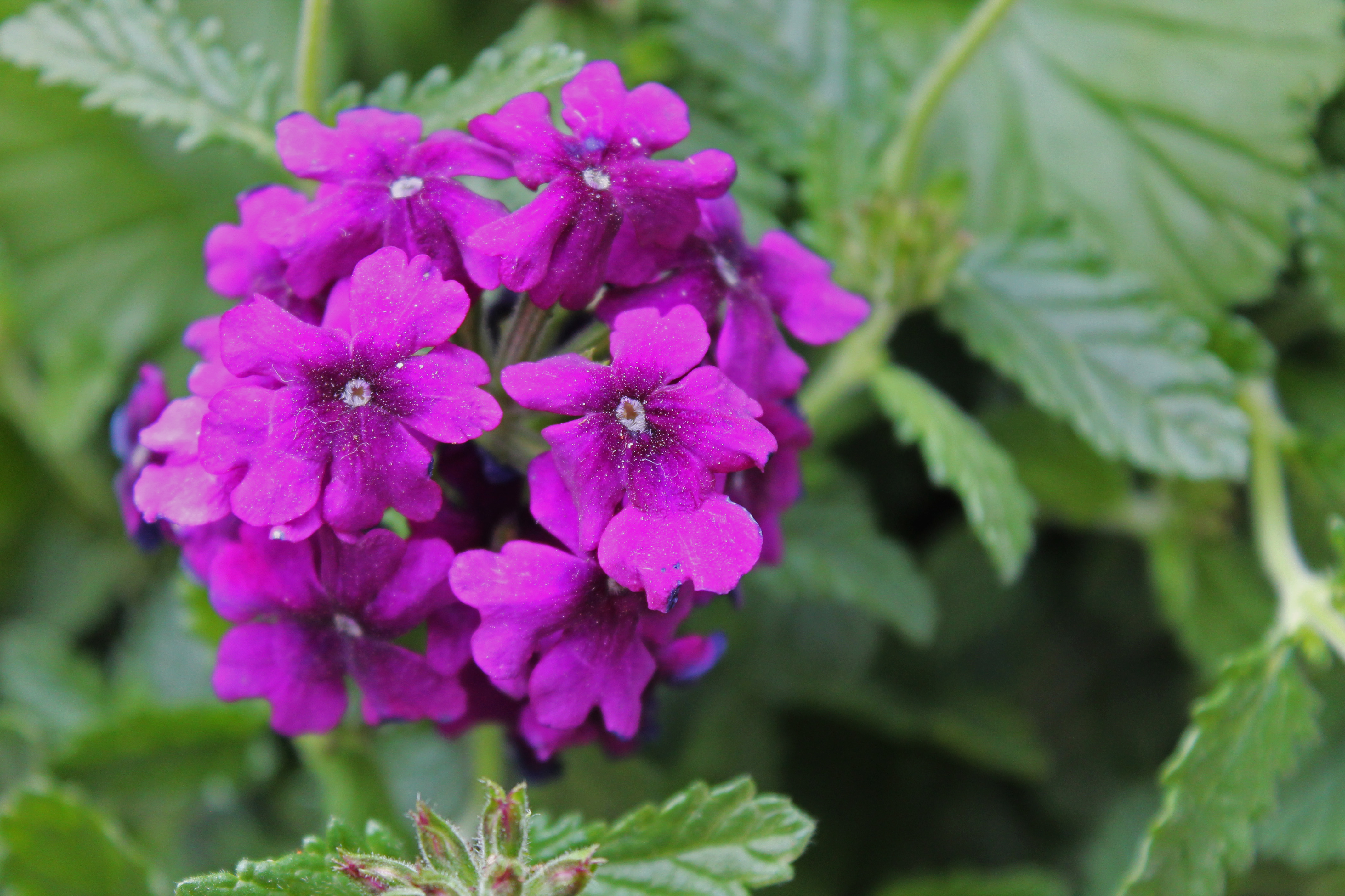 Verbena2