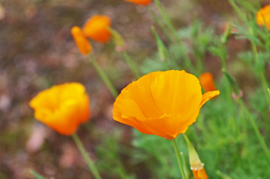 California Poppy
