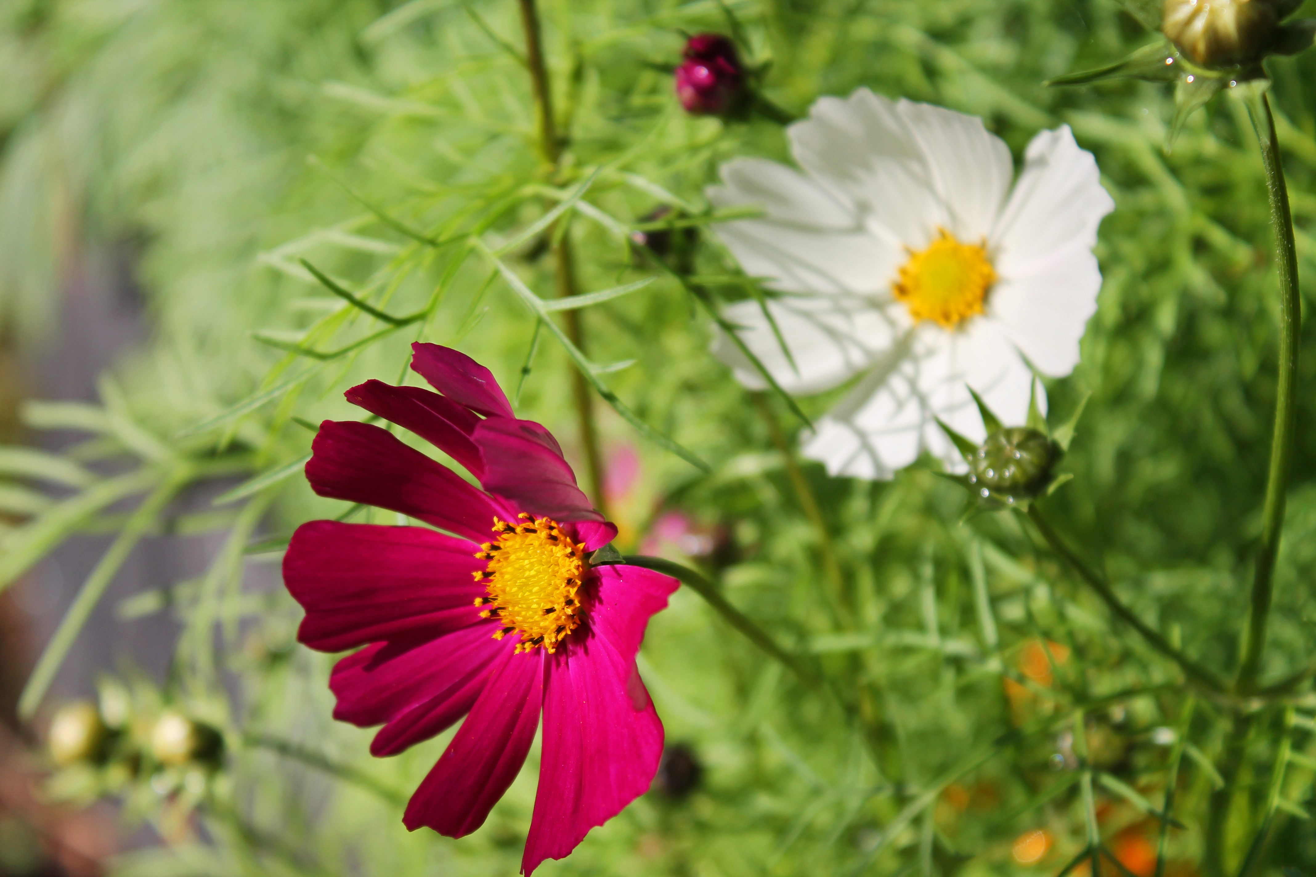 Cosmos 111