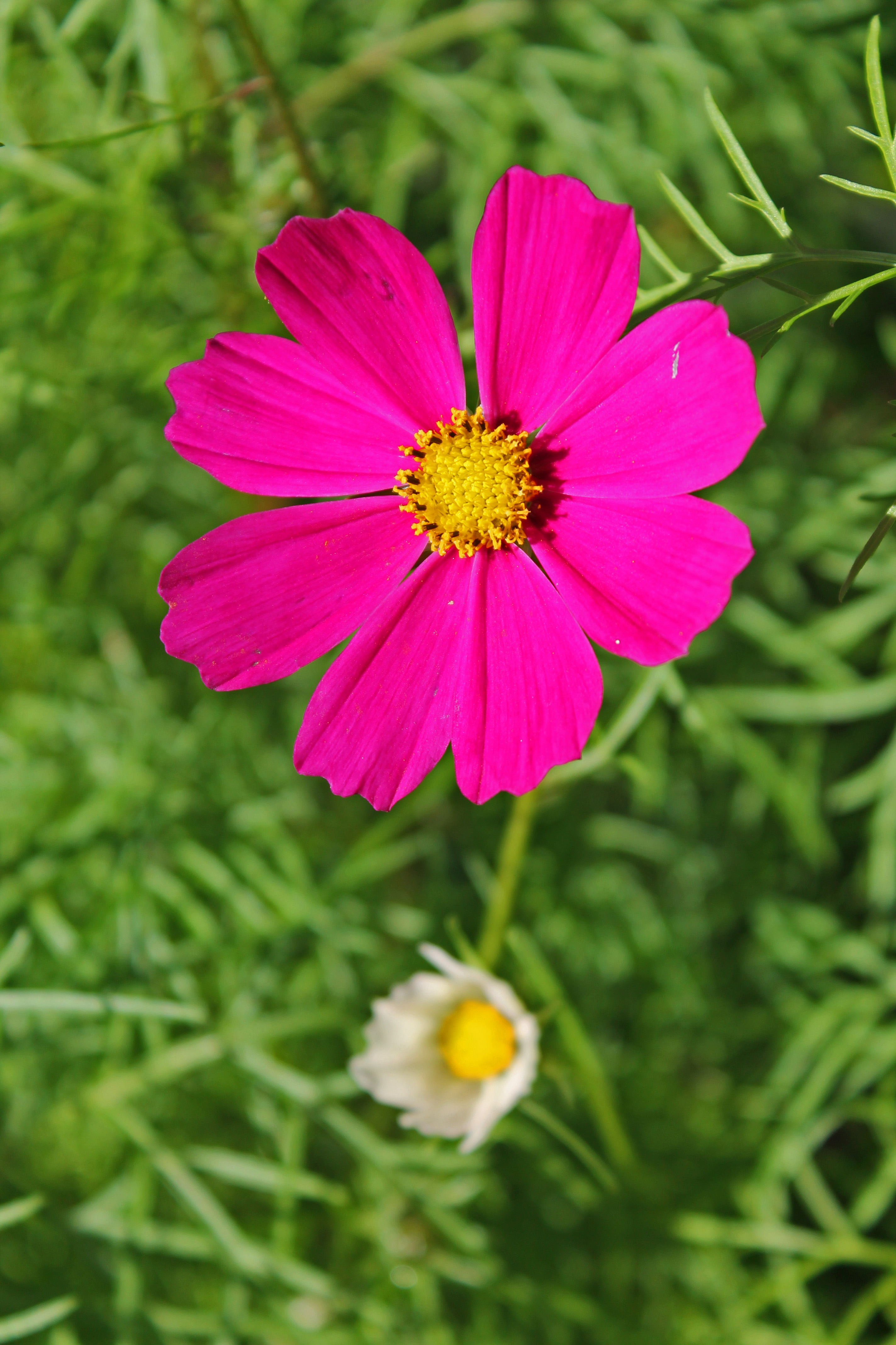 Cosmos 222