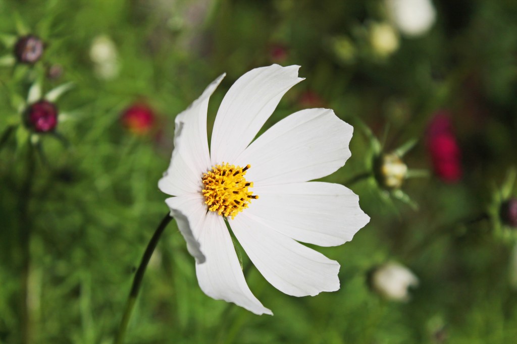 Cosmos