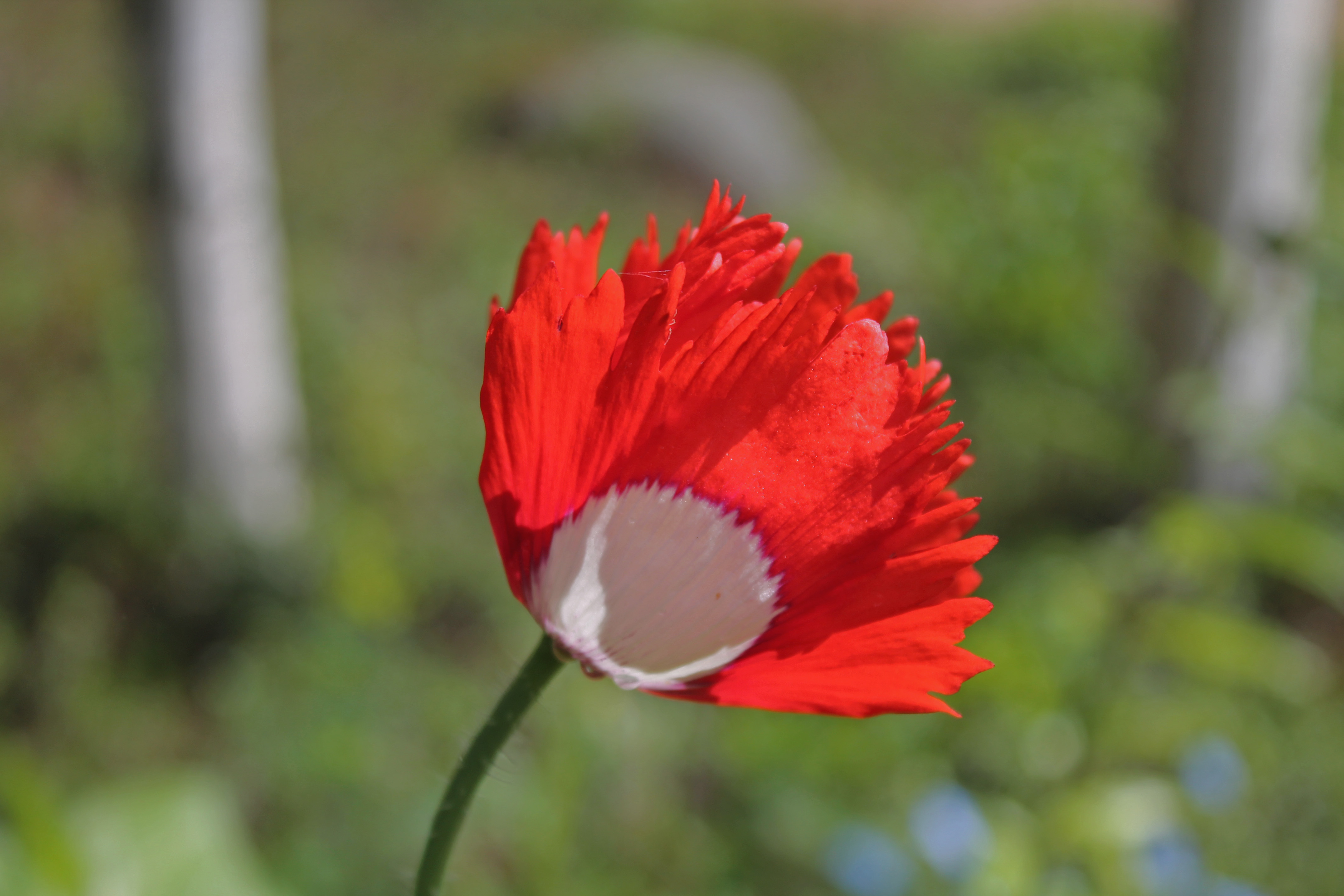 Danish Flag 1