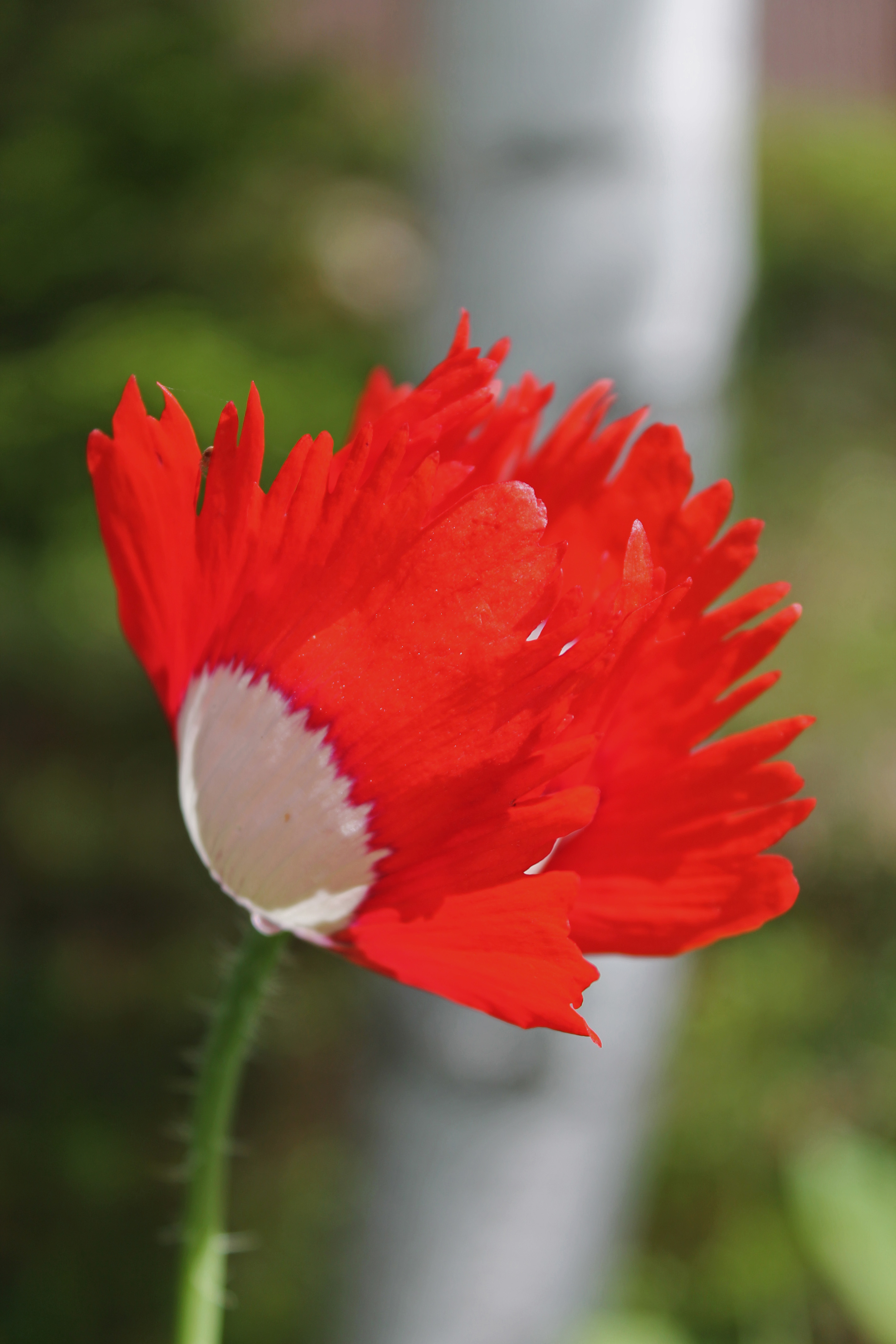 Danish Flag 2