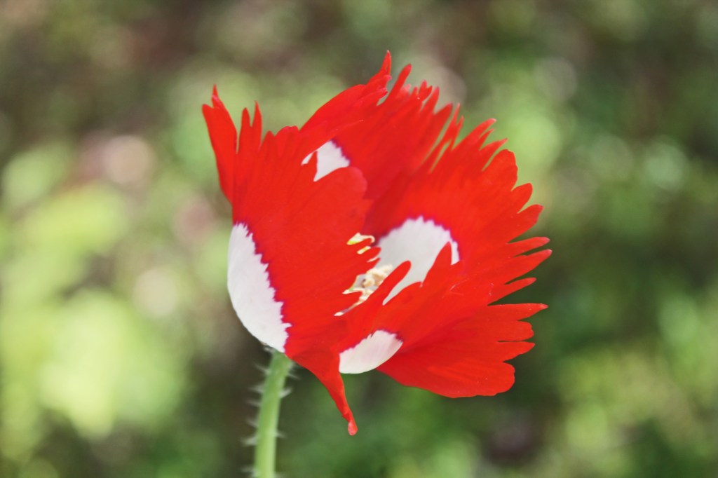 Danish Flag