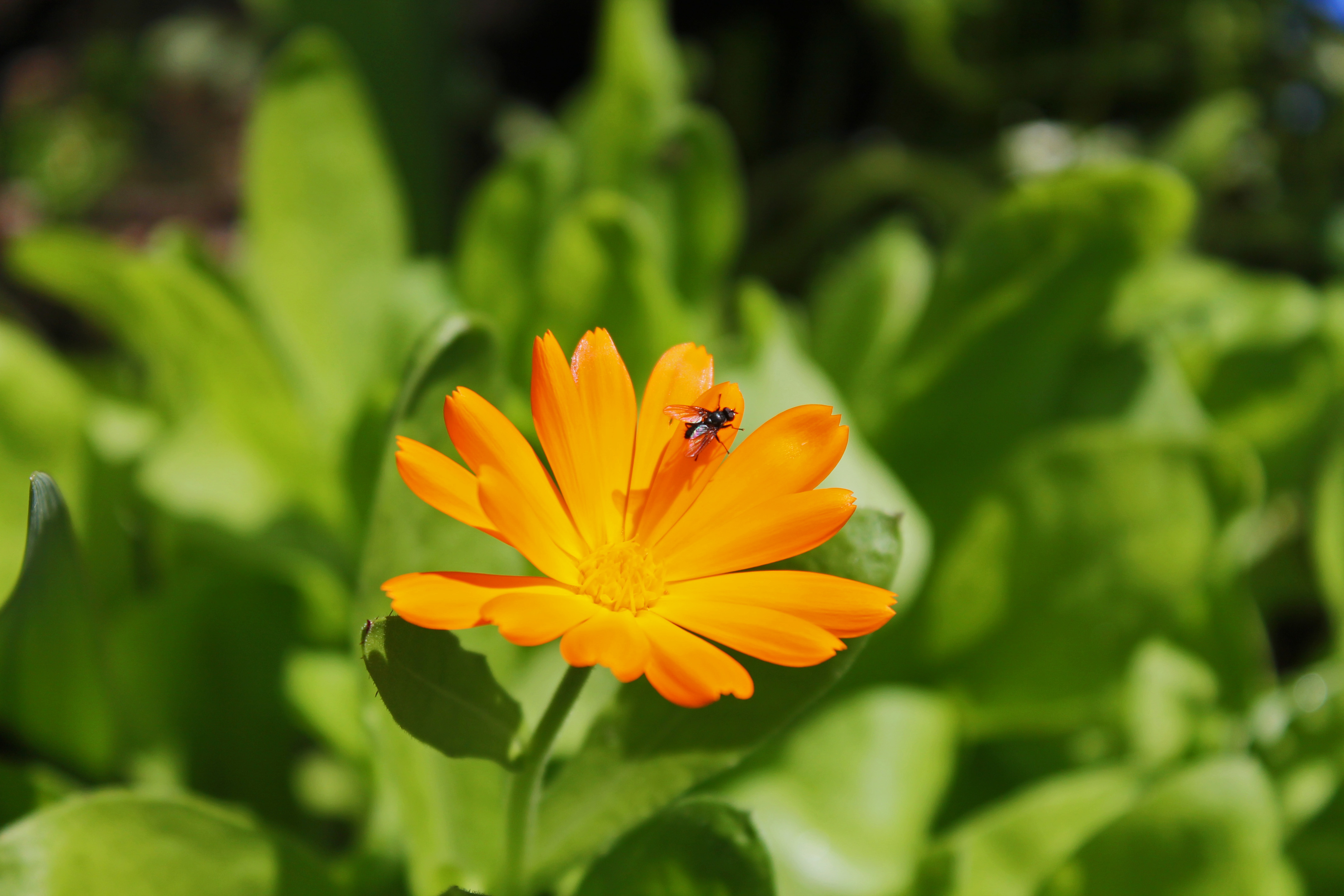 Marigold 1