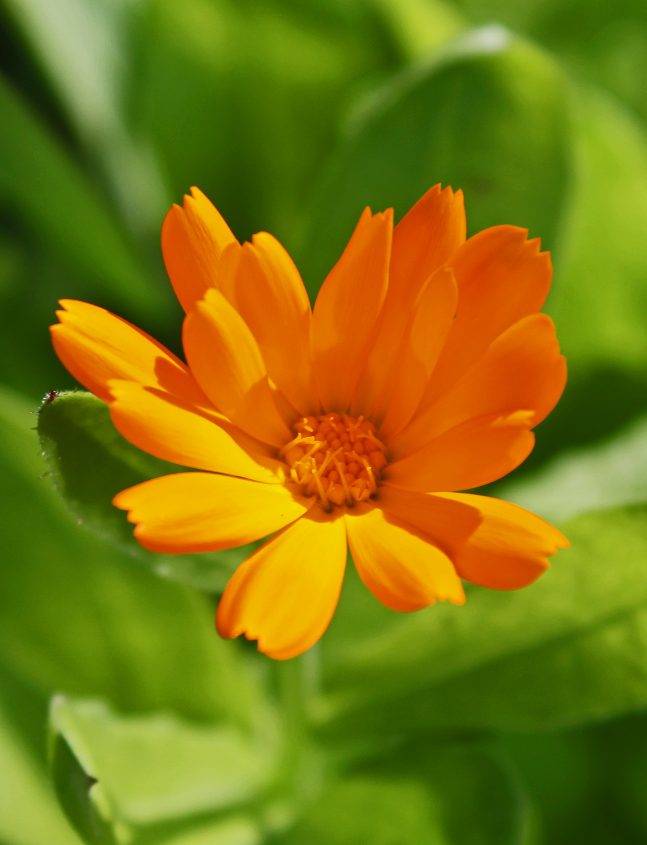 Marigold 2