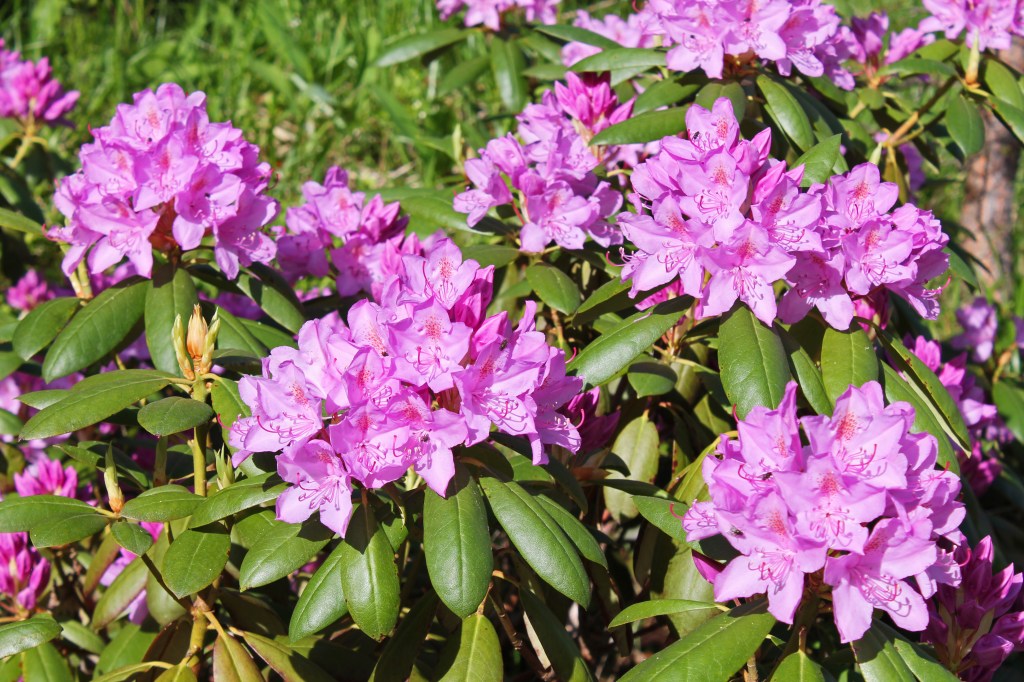 Rhododendron